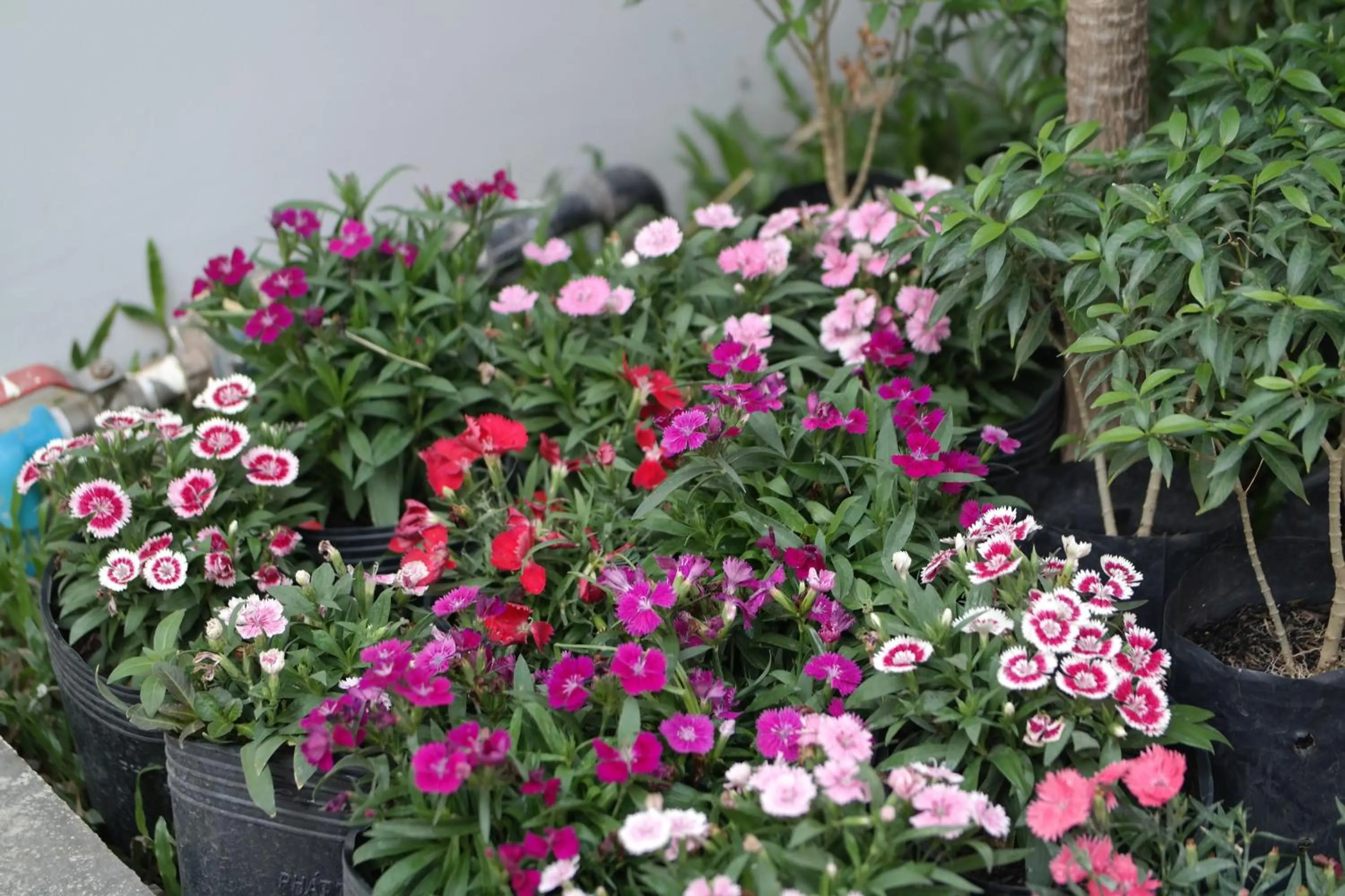 Garden in Mowin Boutique Hotel & Residence