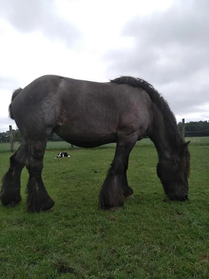 Pets in De Blauwe Maaten