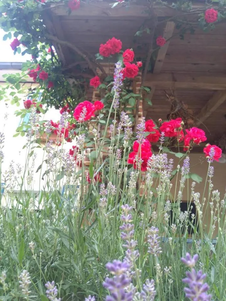 Summer in De Blauwe Maaten