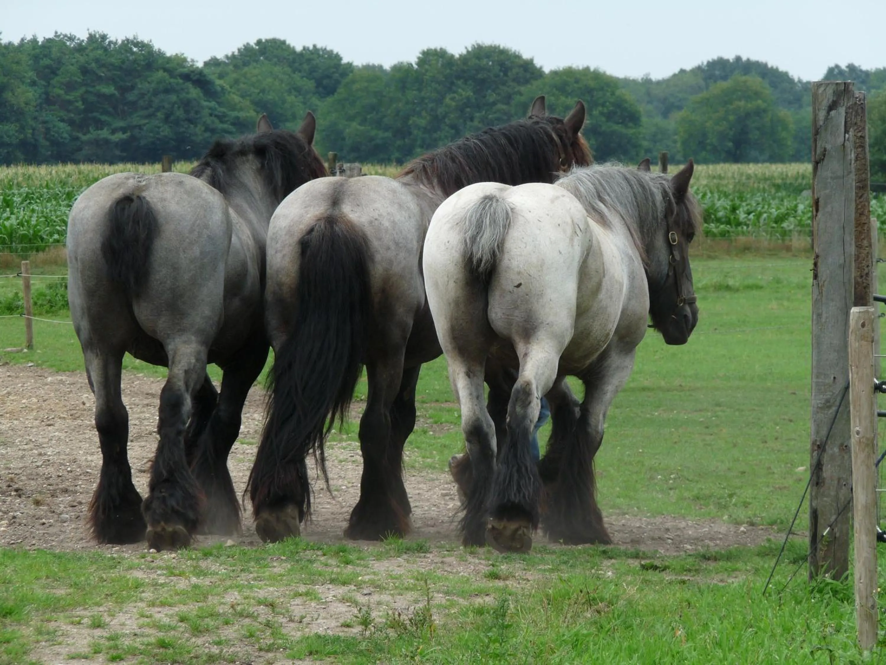 Property building in De Blauwe Maaten