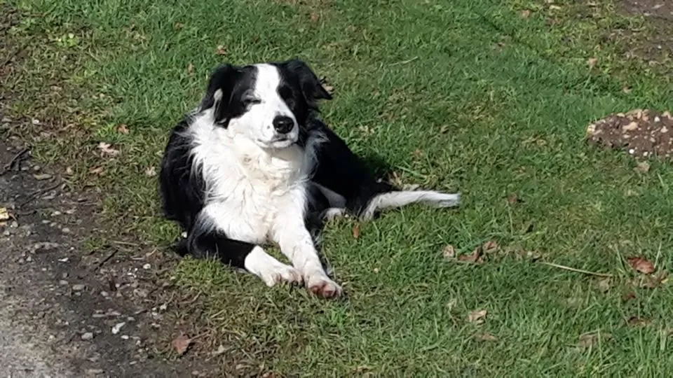 Pets in De Blauwe Maaten