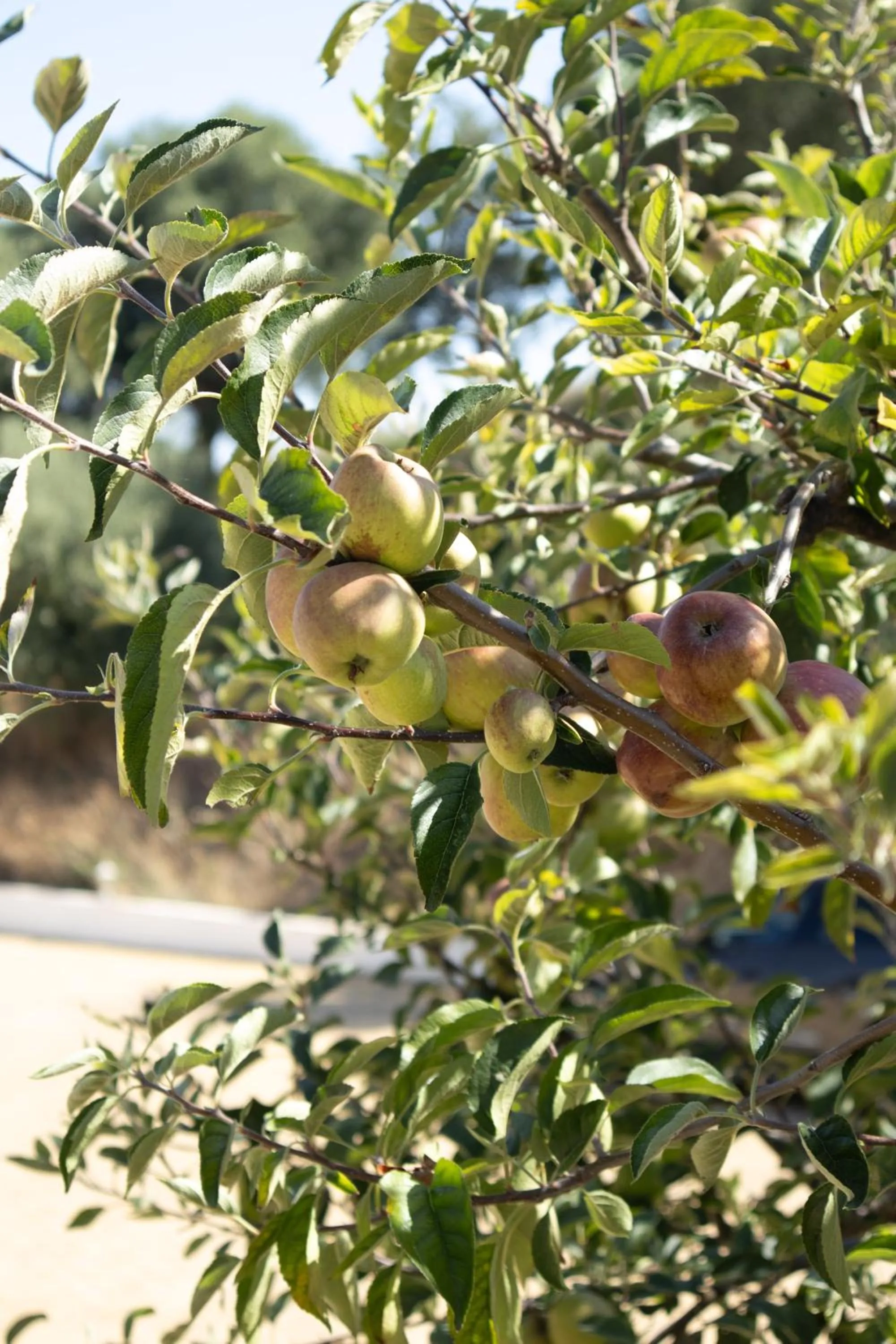 Garden in Aires da Serra Hotel
