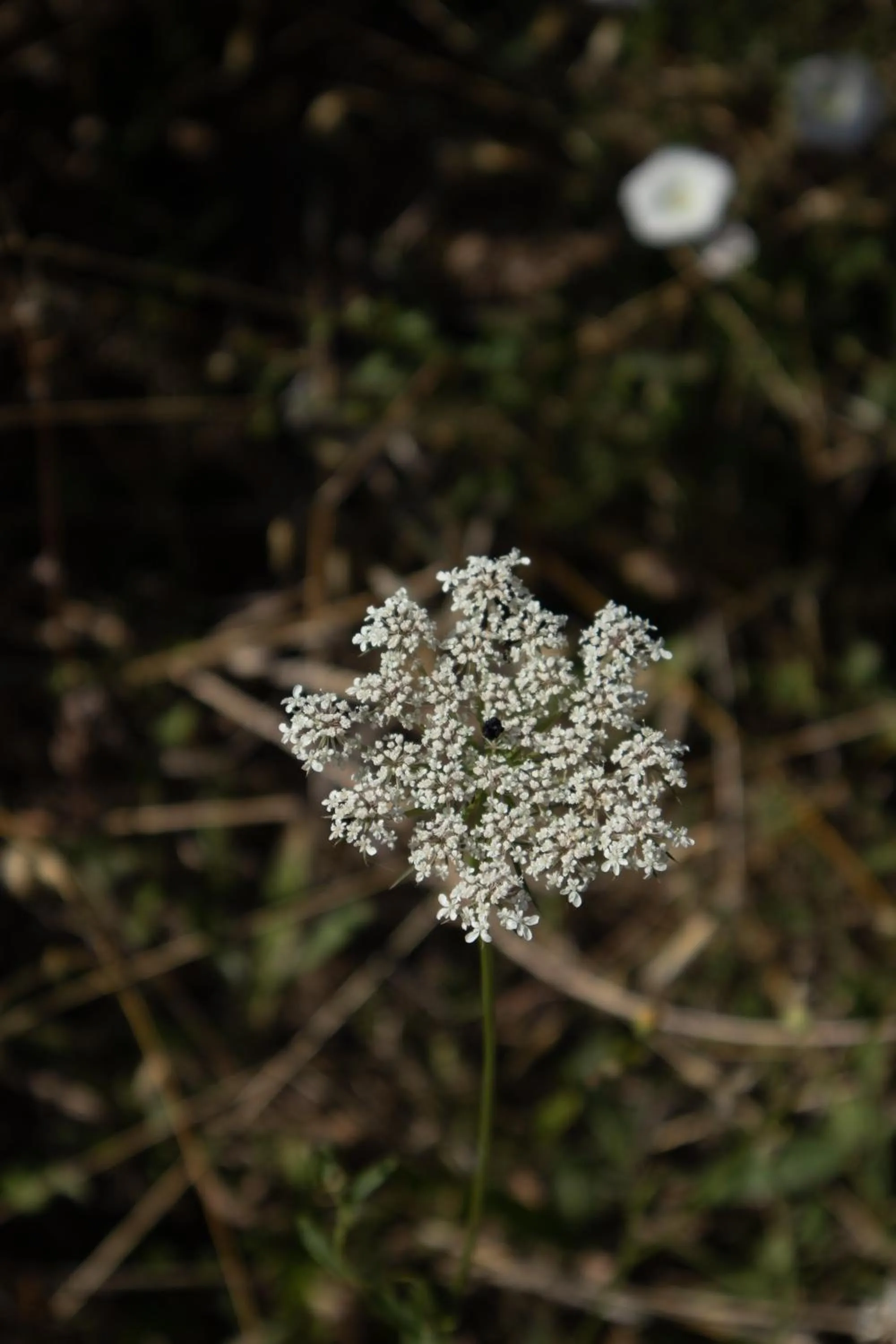 Garden in Aires da Serra Hotel