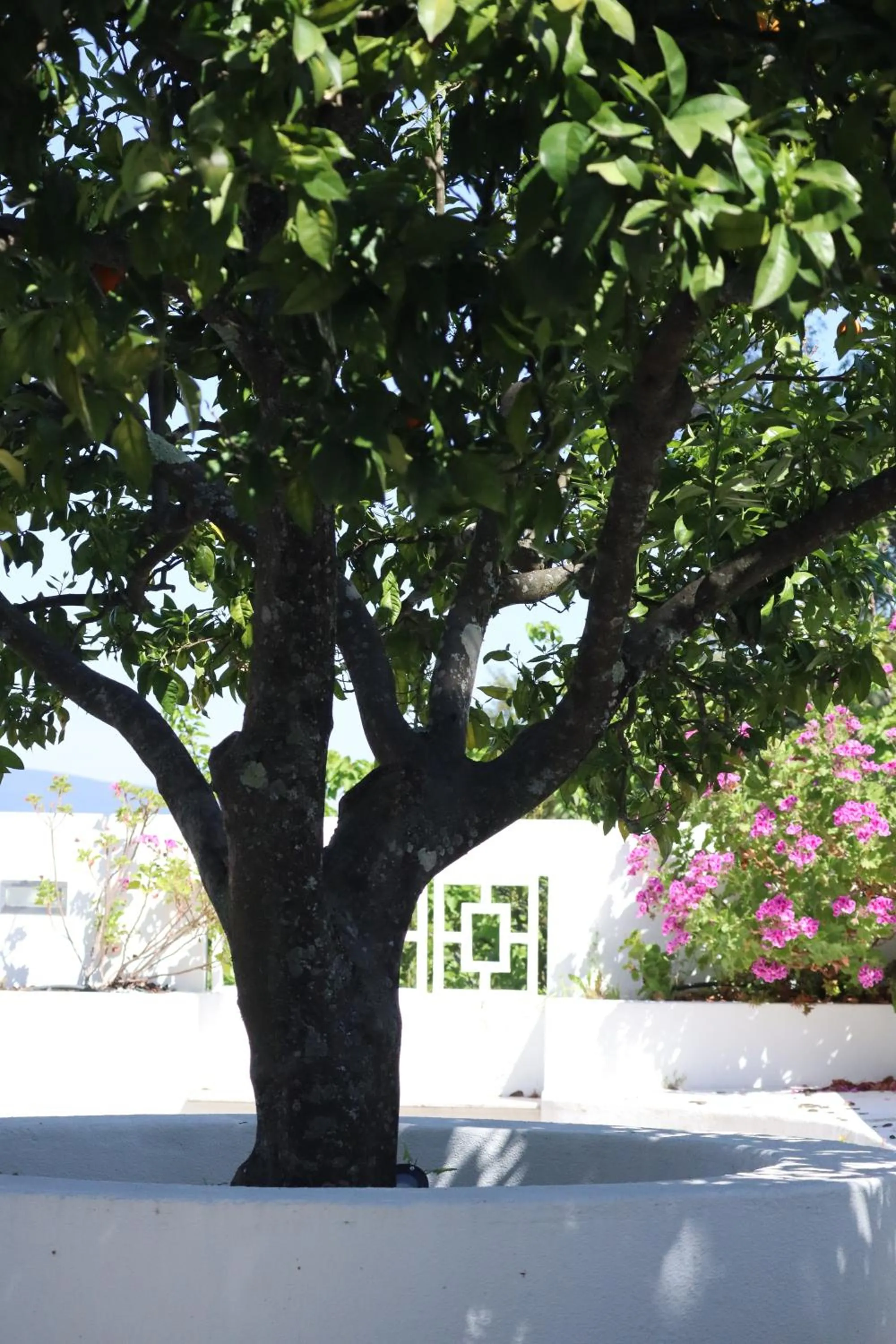 Garden in Aires da Serra Hotel