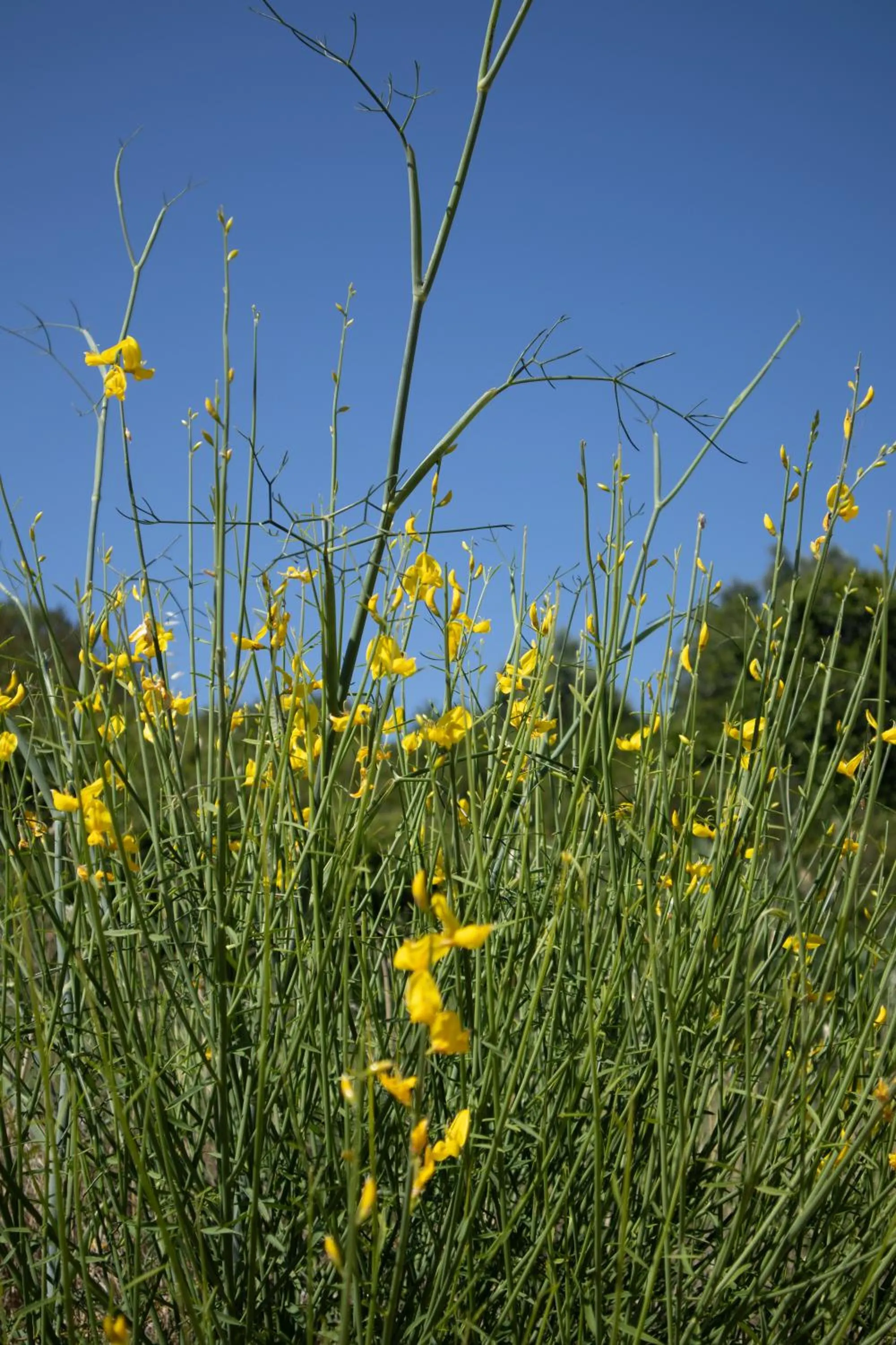 Garden in Aires da Serra Hotel