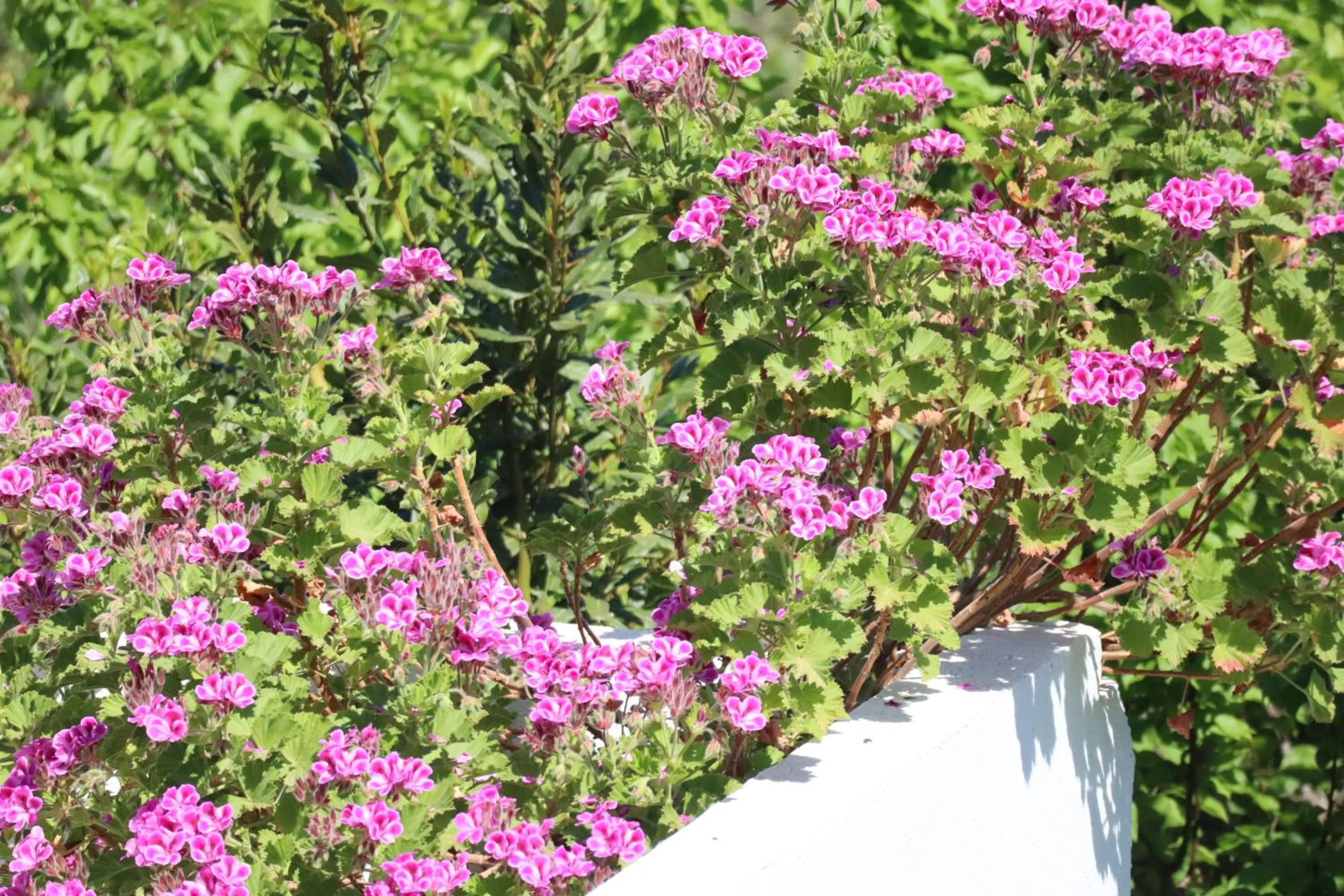 Garden in Aires da Serra Hotel