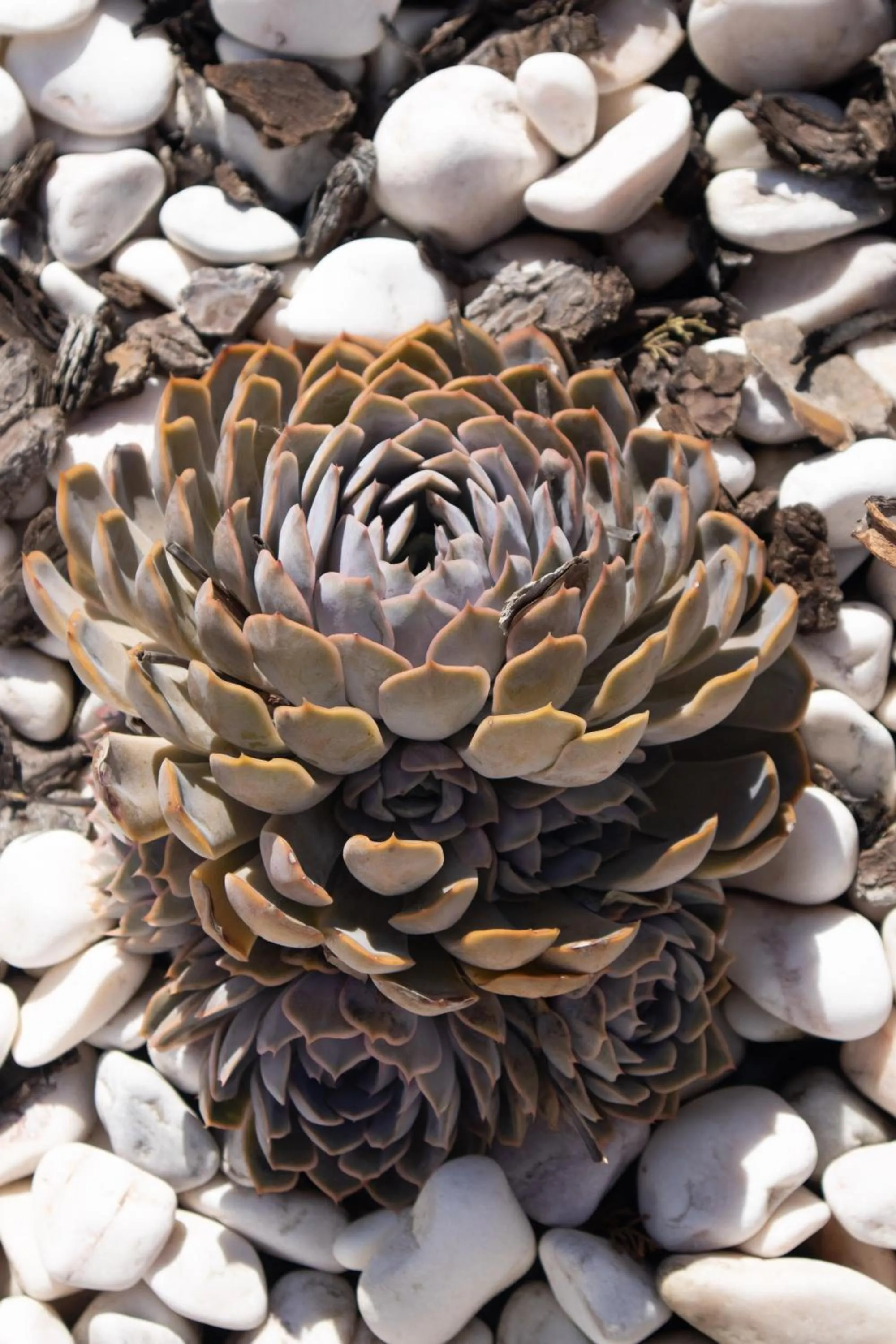 Garden in Aires da Serra Hotel