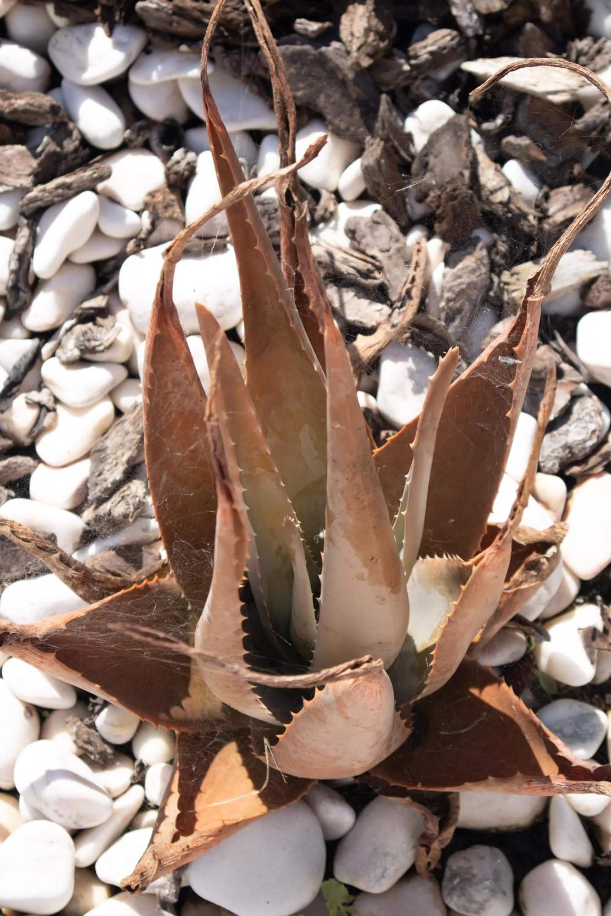 Garden in Aires da Serra Hotel