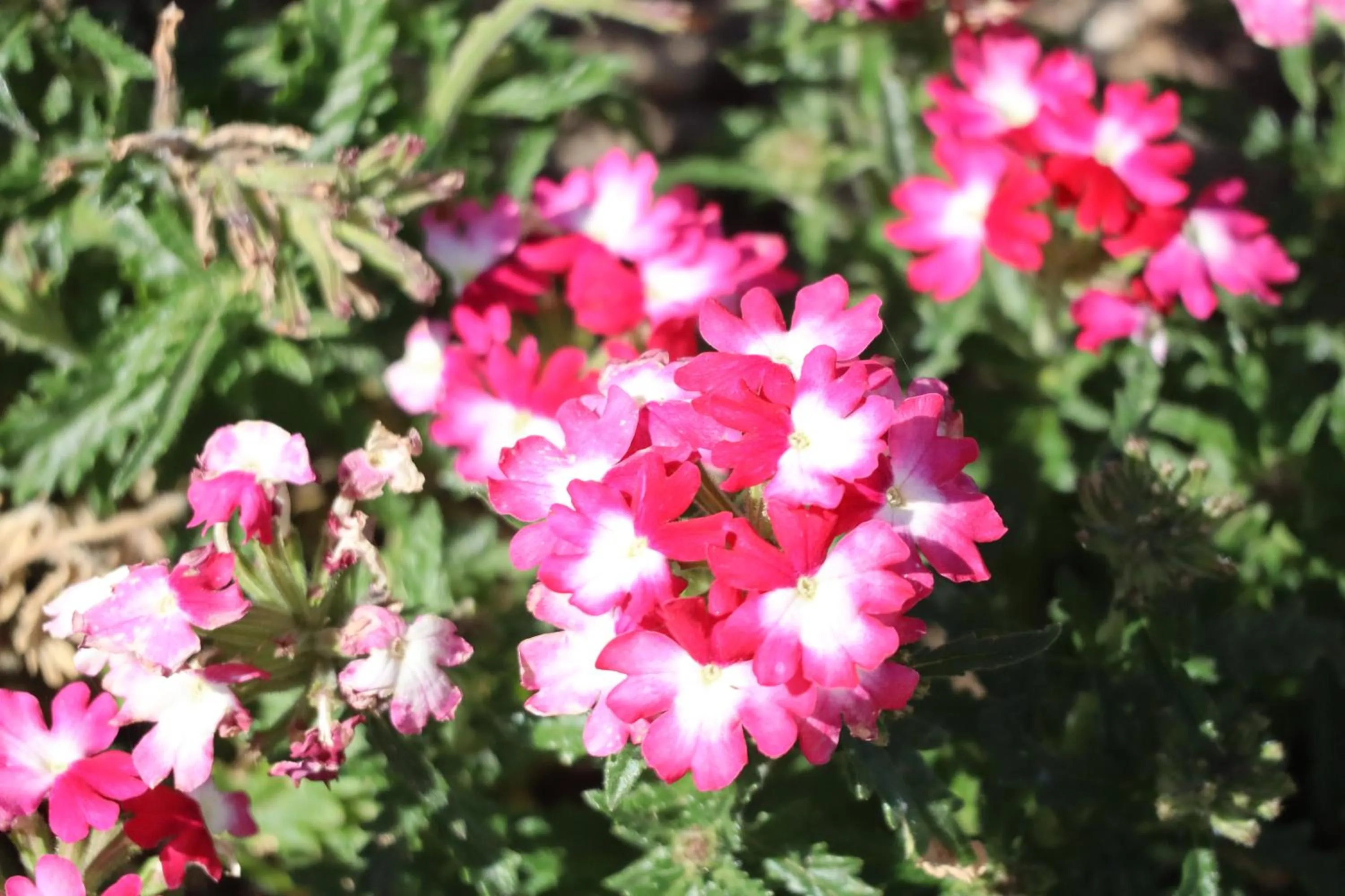 Garden in Aires da Serra Hotel