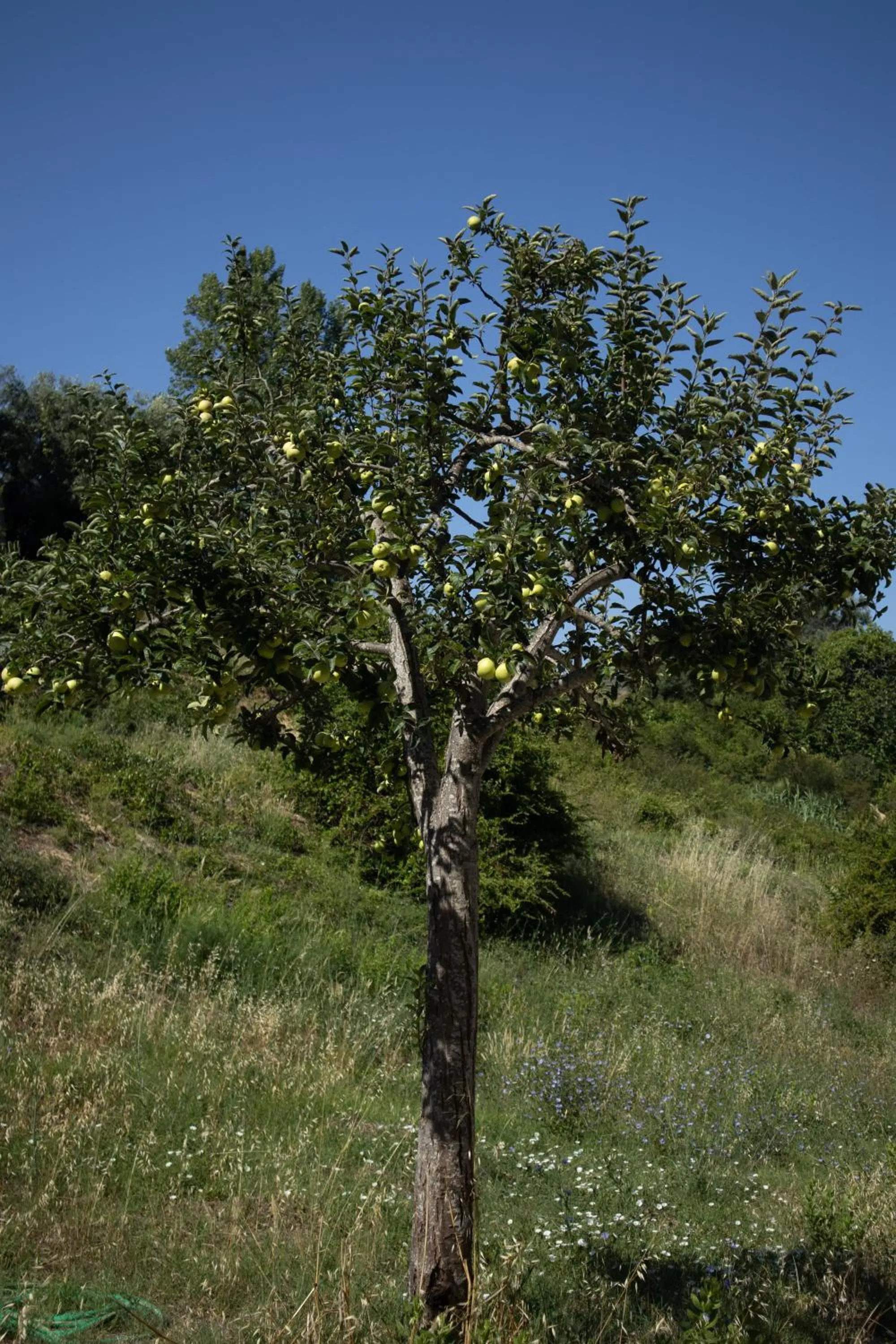 Garden in Aires da Serra Hotel