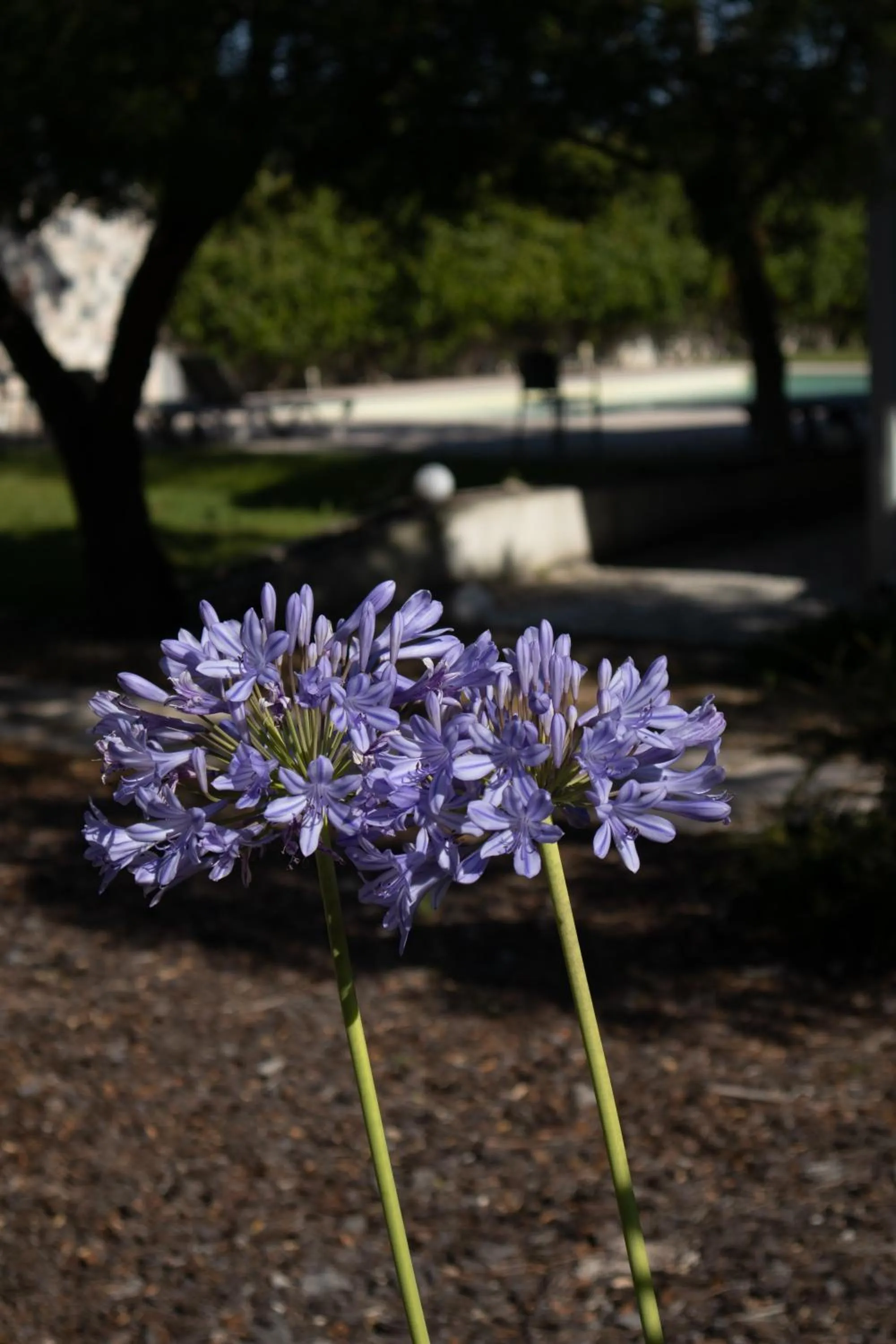 Garden in Aires da Serra Hotel