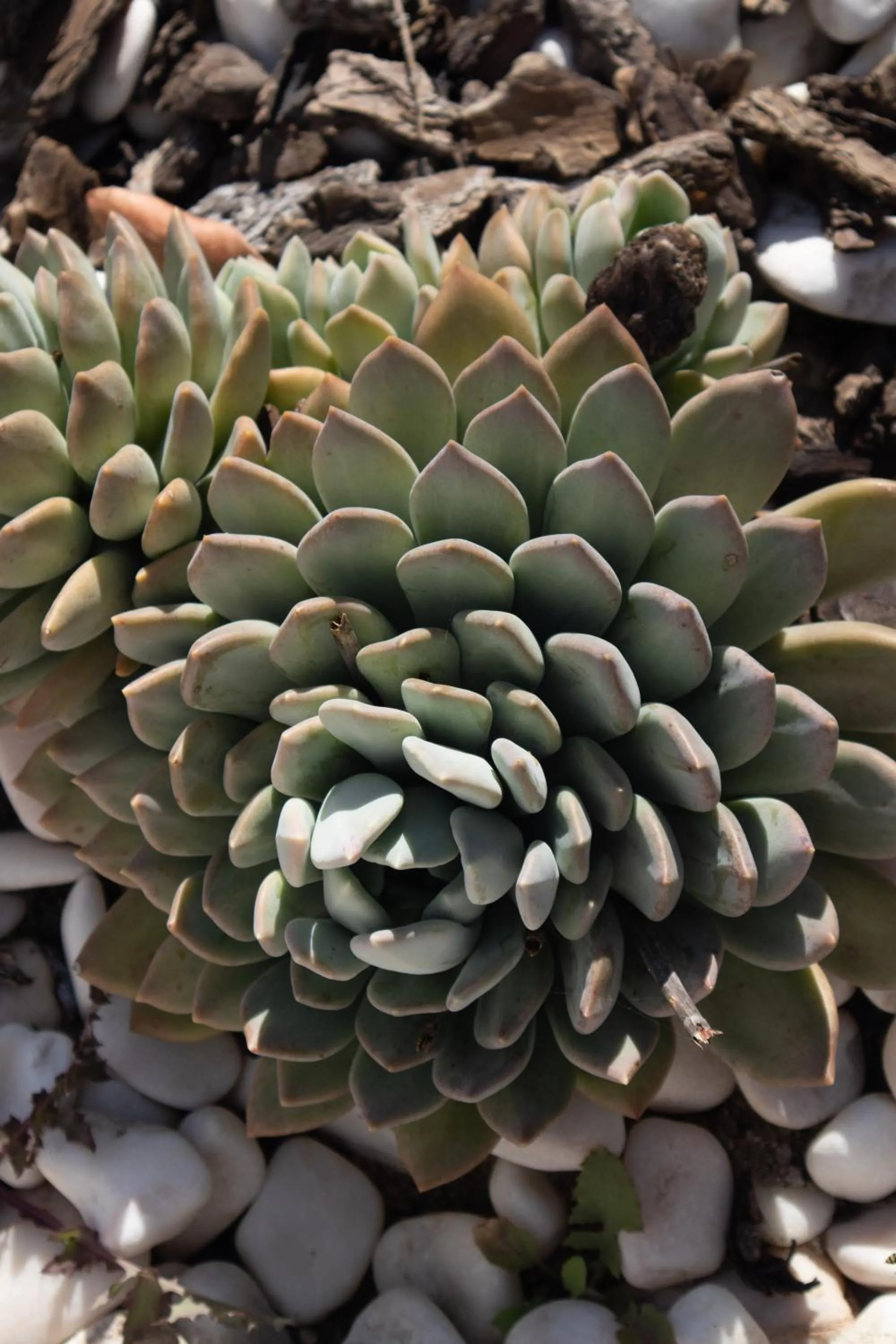 Garden in Aires da Serra Hotel