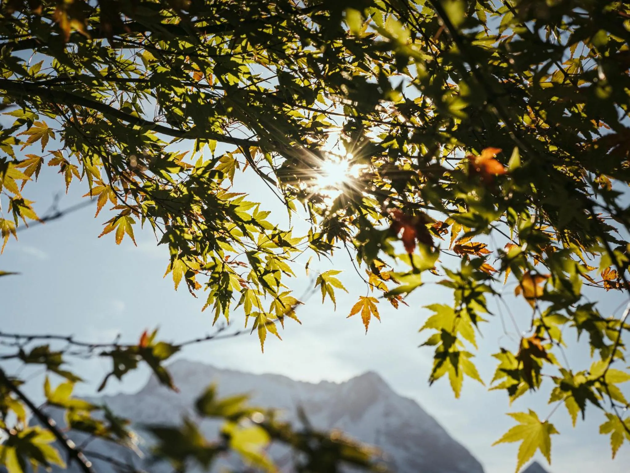 Natural landscape in Apparthotel "Landhaus Veronika"