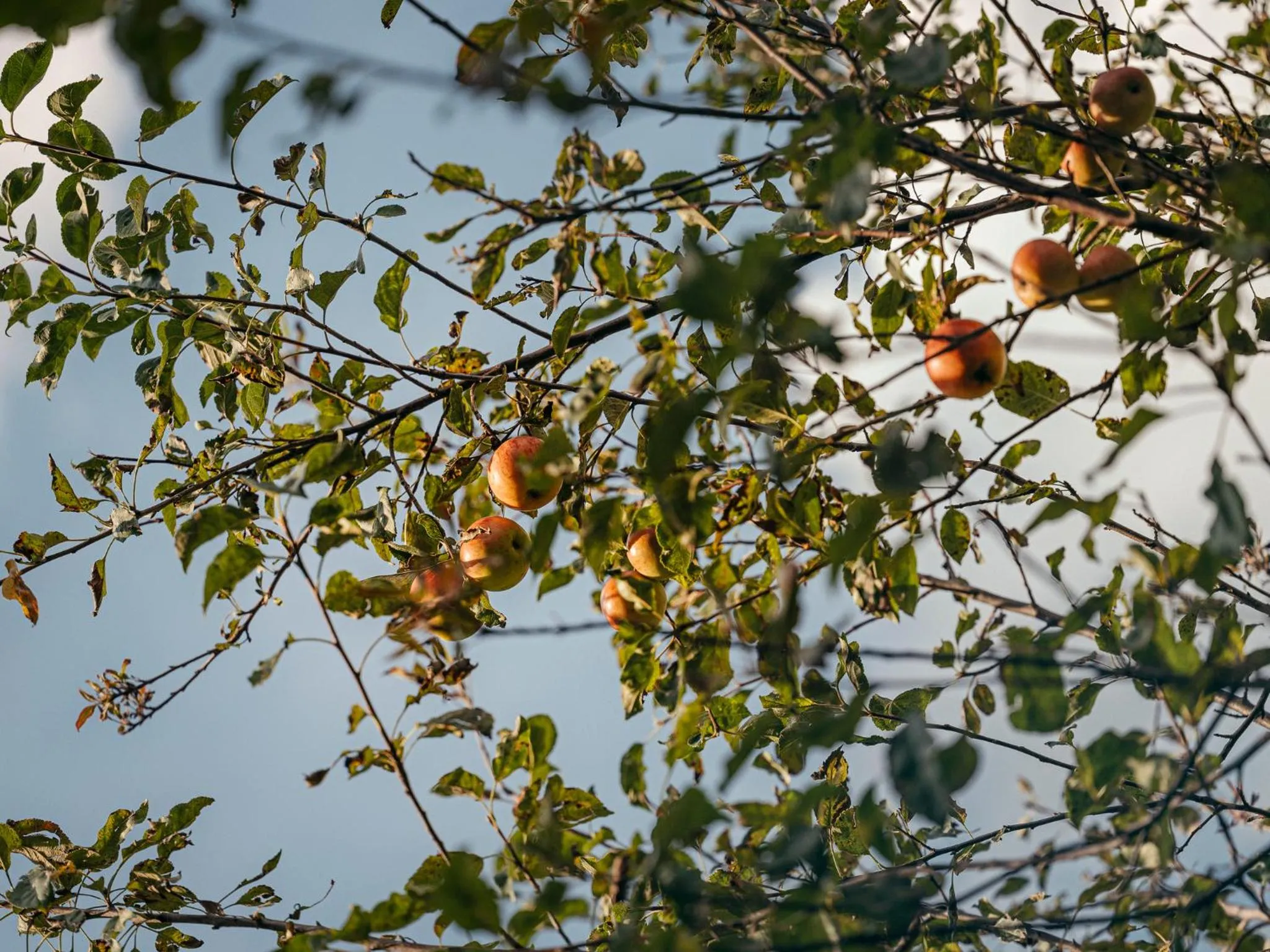 Natural landscape in Apparthotel "Landhaus Veronika"