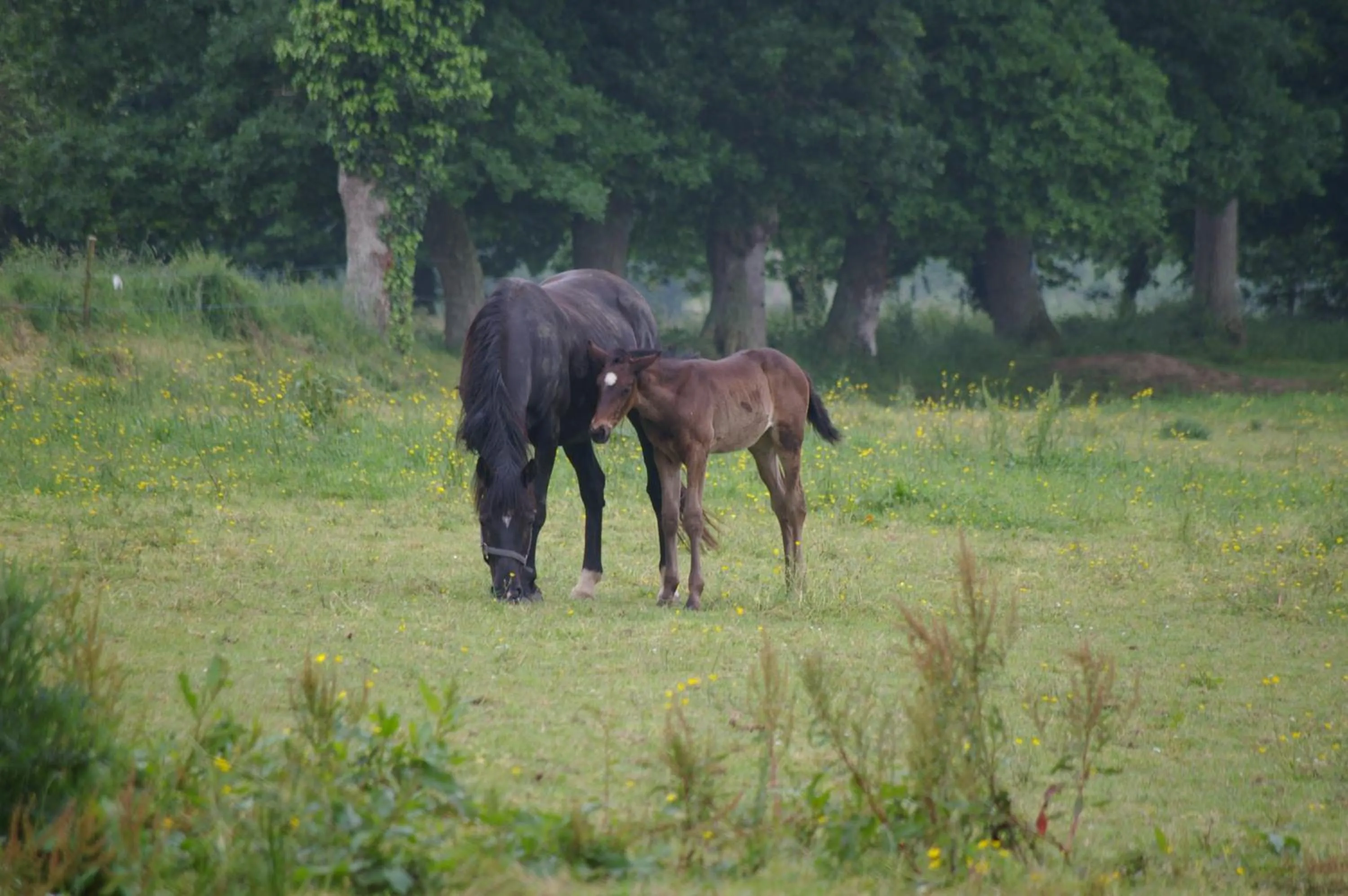 Day in Marie France 's home