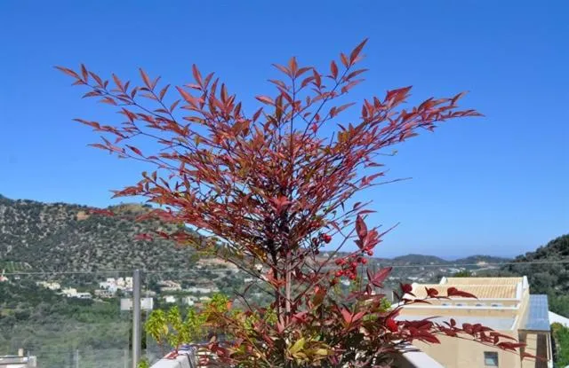 Filion Suites Resort & Spa