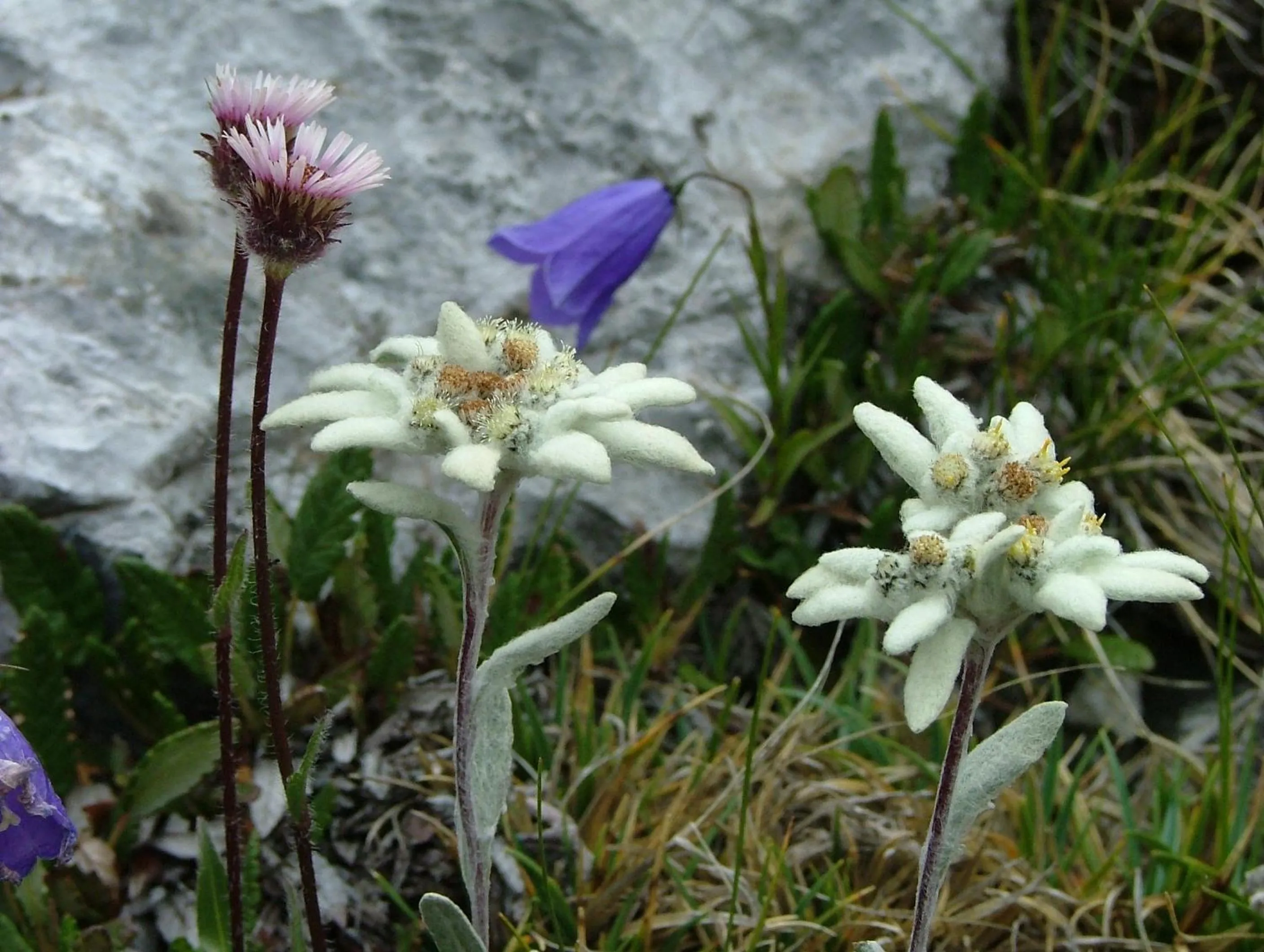 Natural landscape in Hotel Madatsch