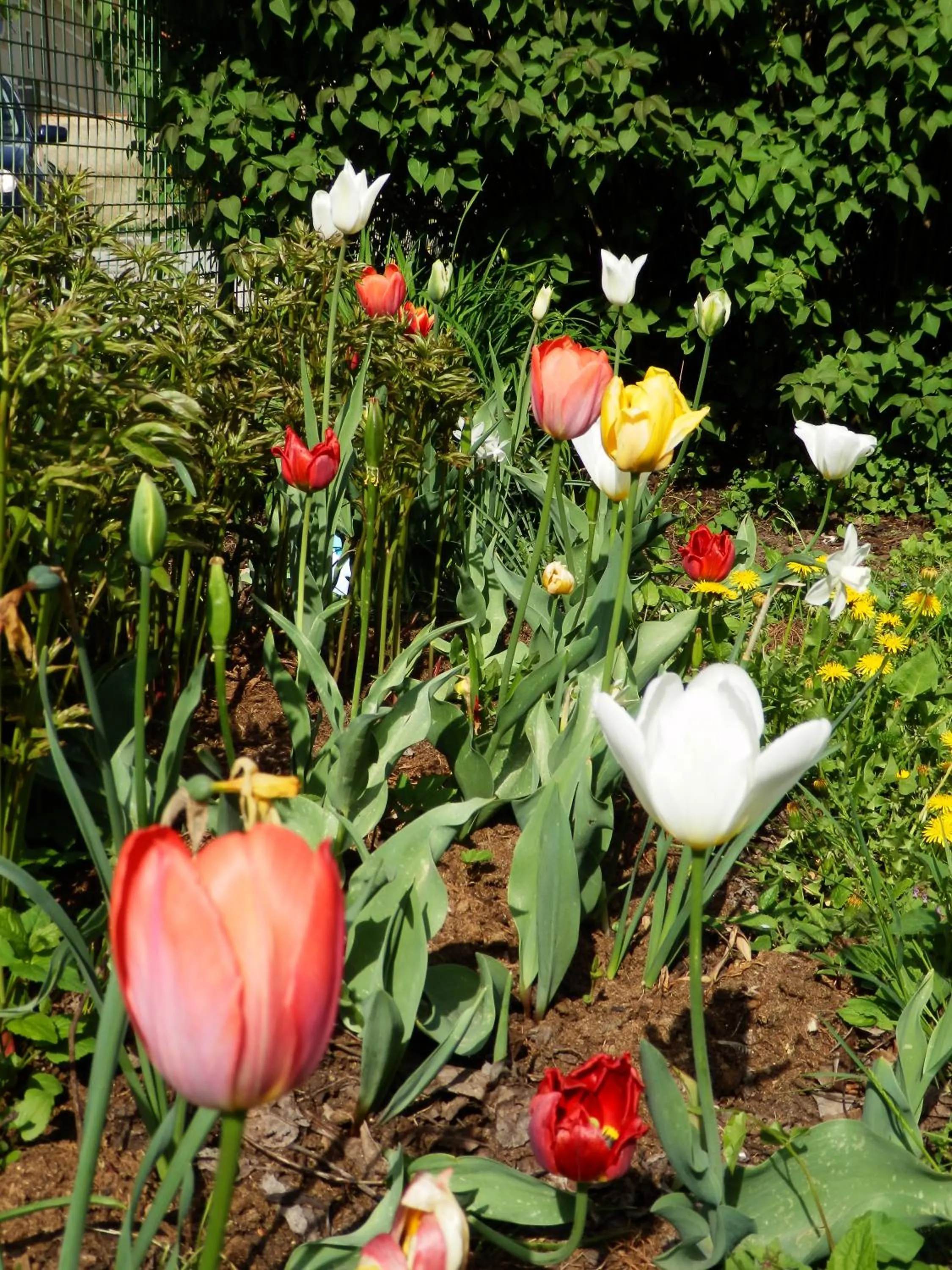 Garden in Kronenwirt