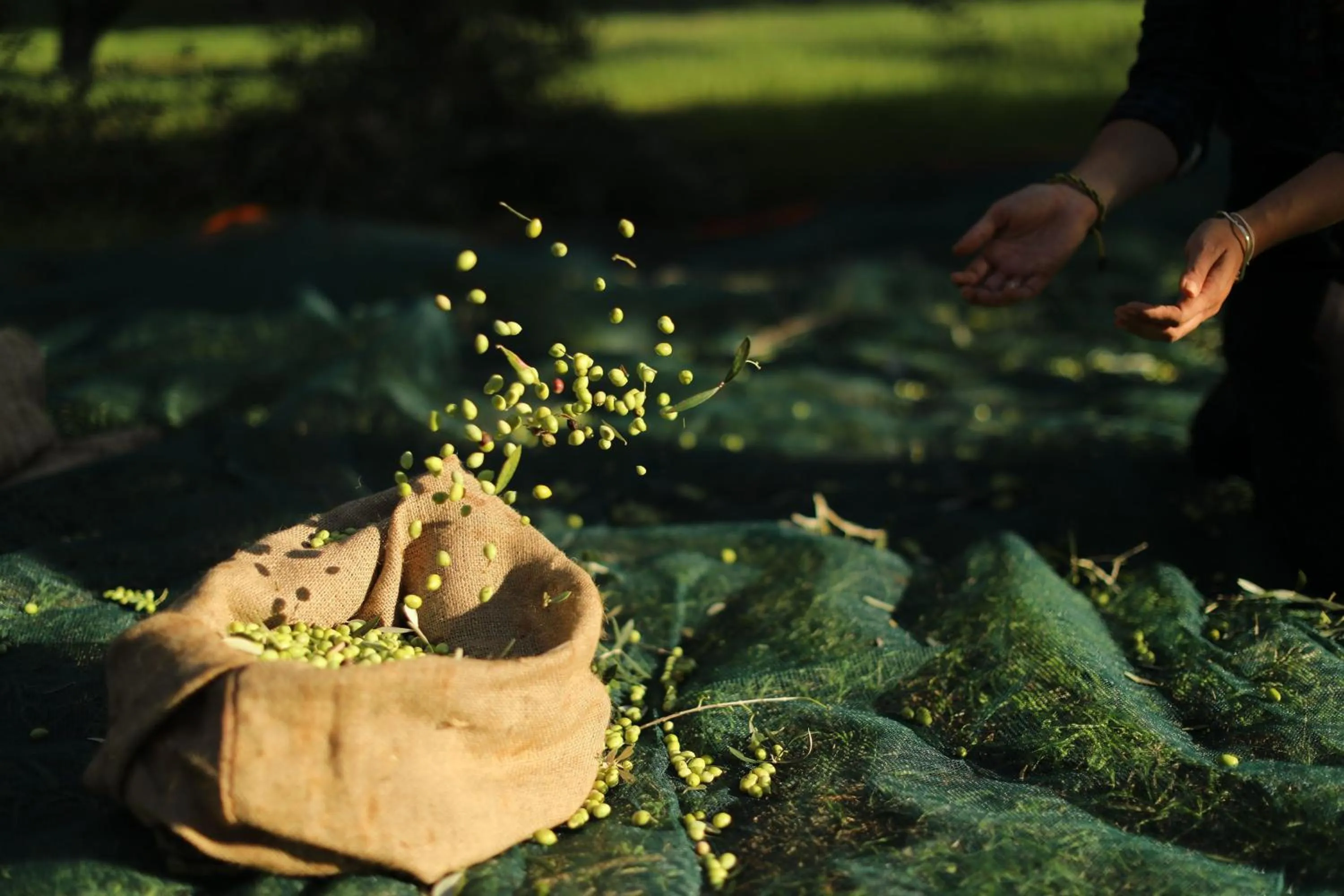 Other in The Westin Resort, Costa Navarino