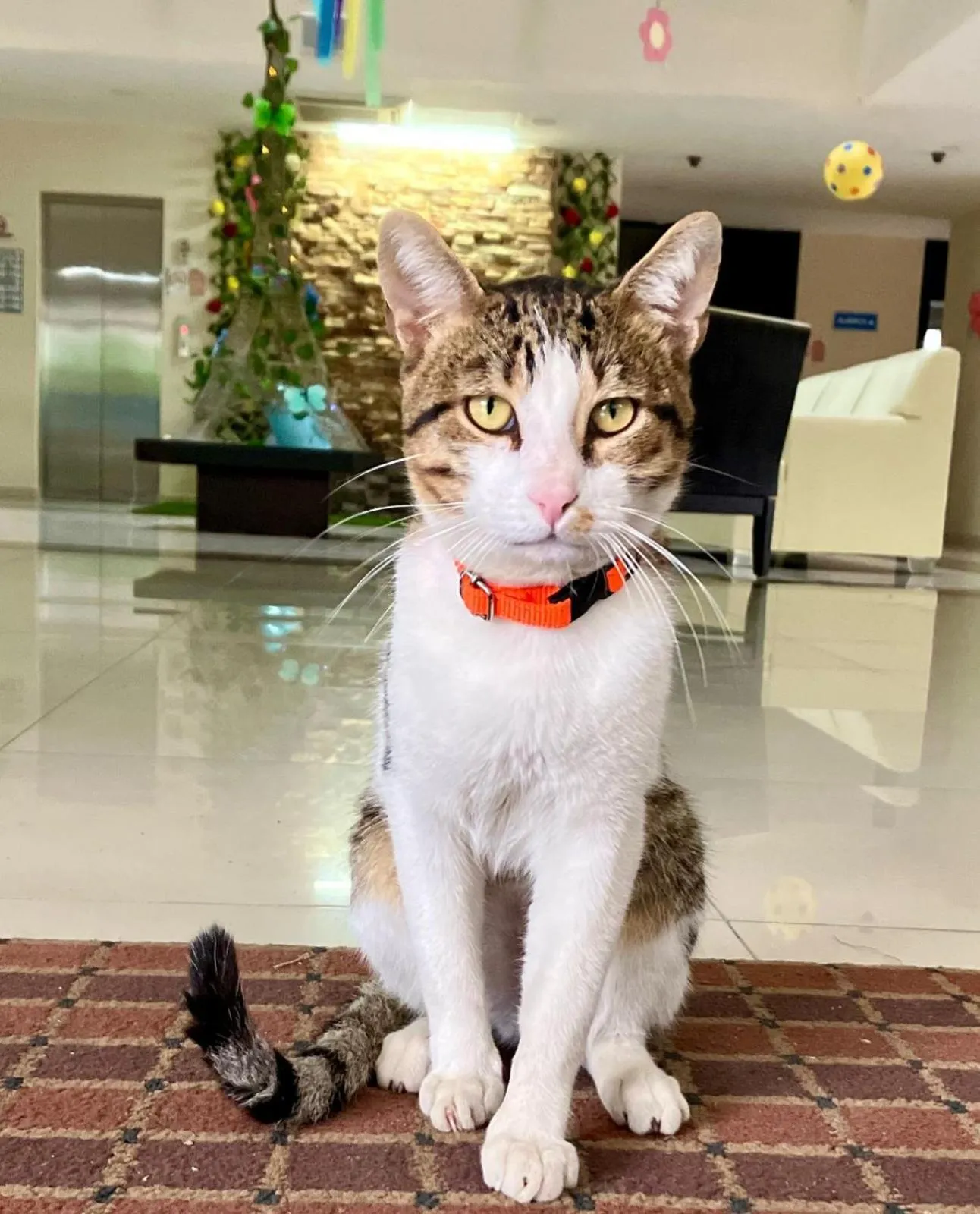 Pets in Paris FC Express