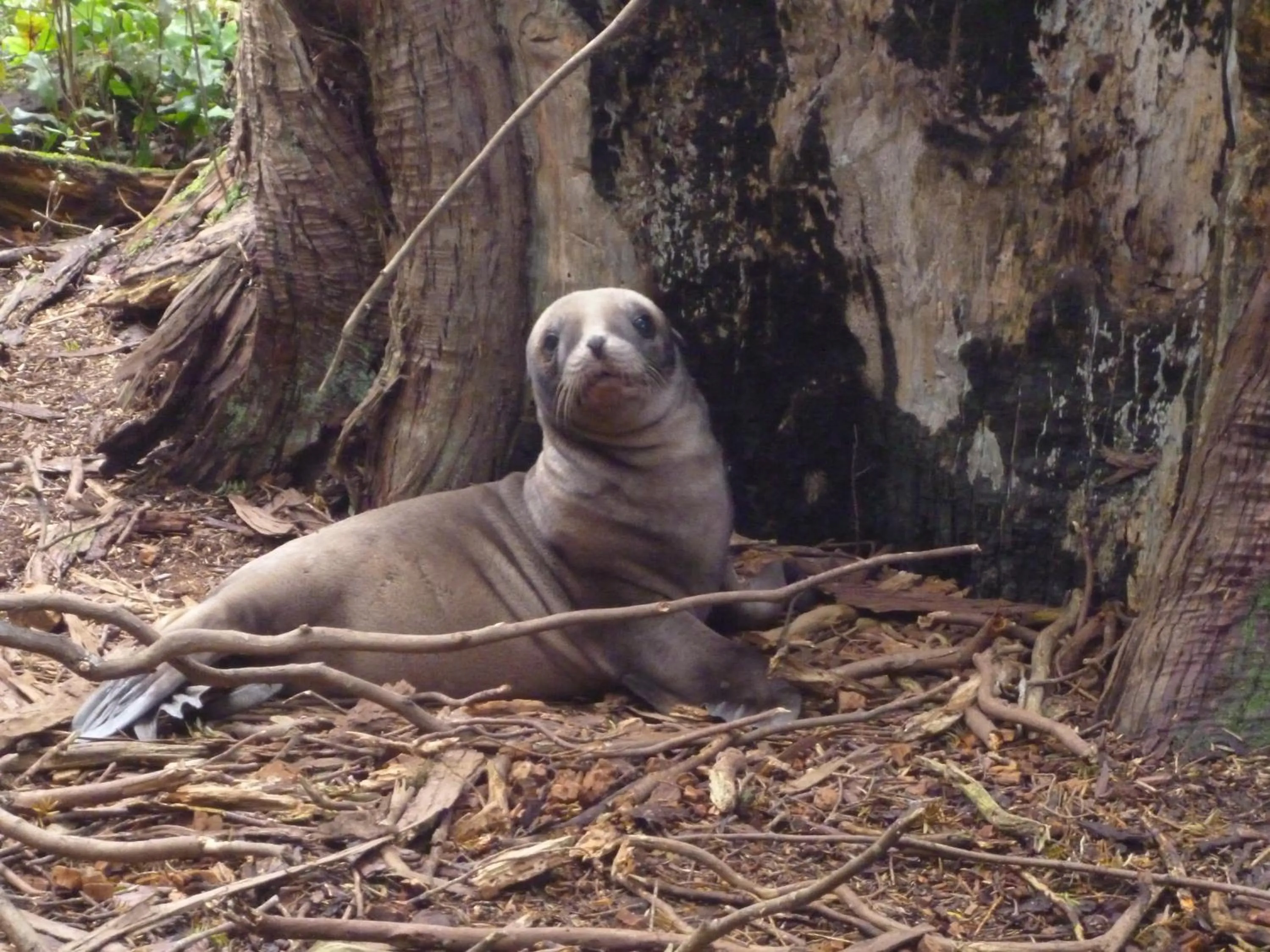 Spring in Surat Bay Lodge, Motel and Backpackers