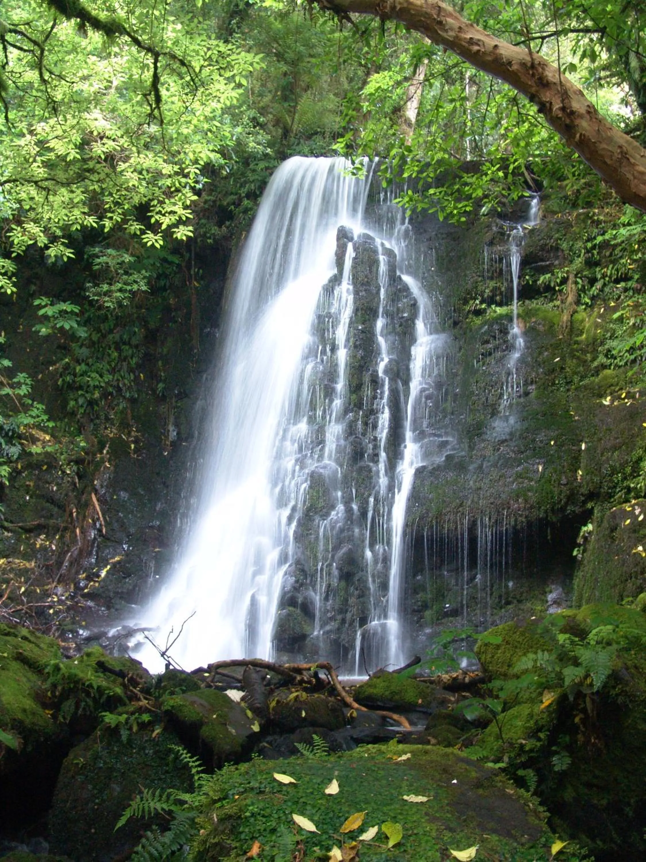 Spring in Surat Bay Lodge, Motel and Backpackers