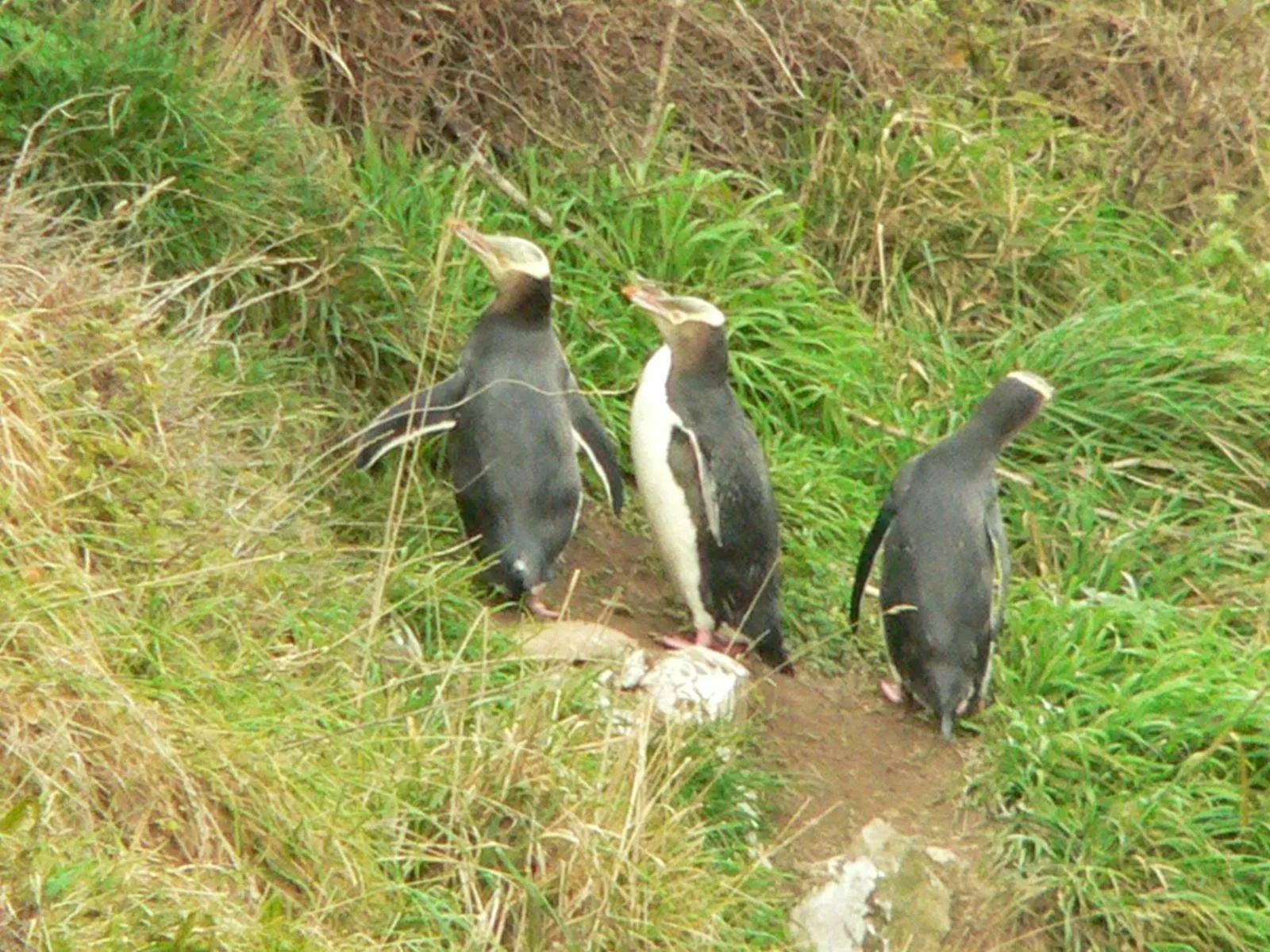 Animals in Surat Bay Lodge, Motel and Backpackers