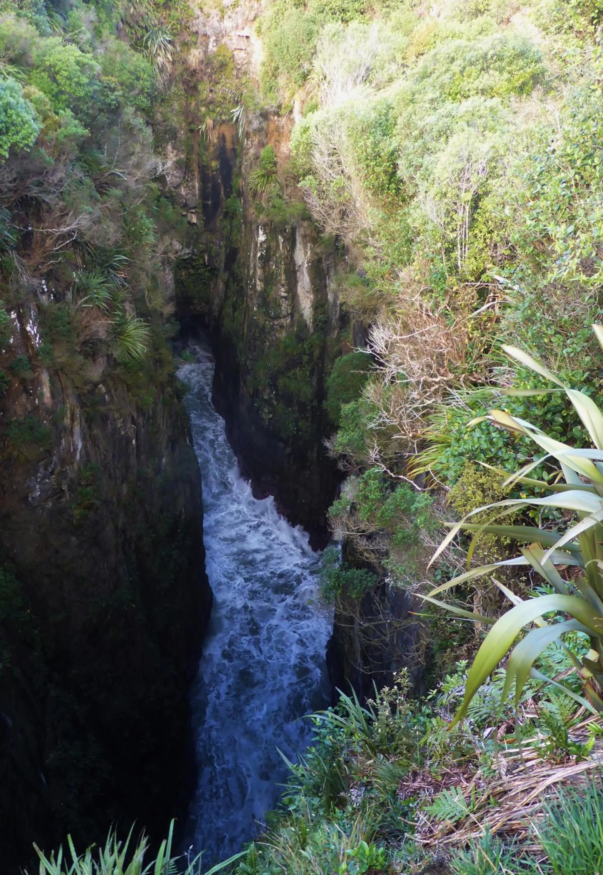 Natural landscape in Surat Bay Lodge, Motel and Backpackers