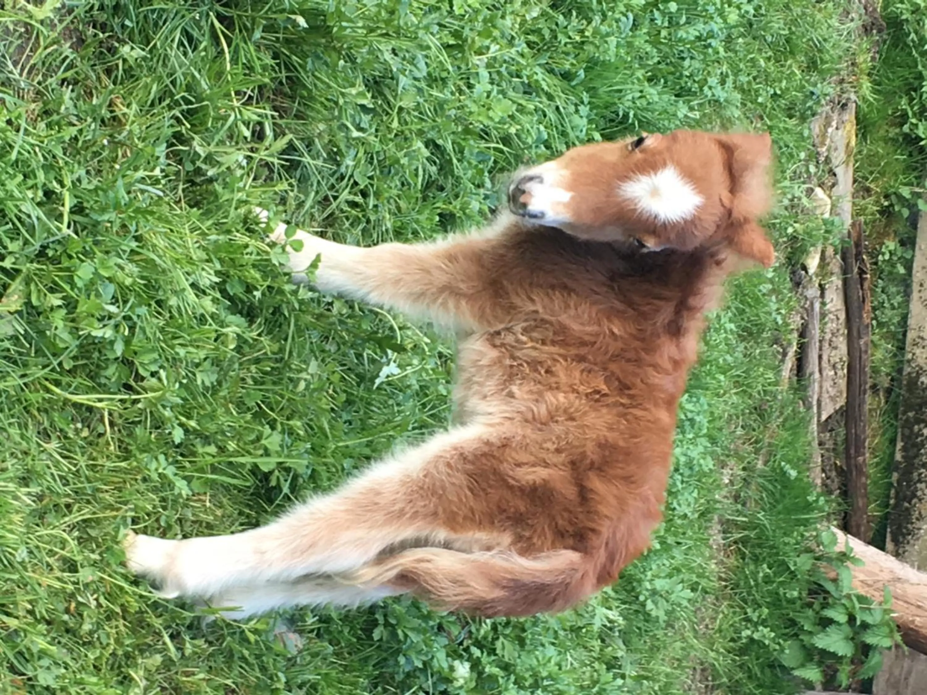 Animals in Hotel Hammerwirt - Forellenhof
