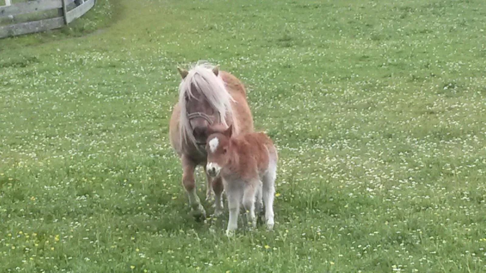 Animals in Hotel Hammerwirt - Forellenhof