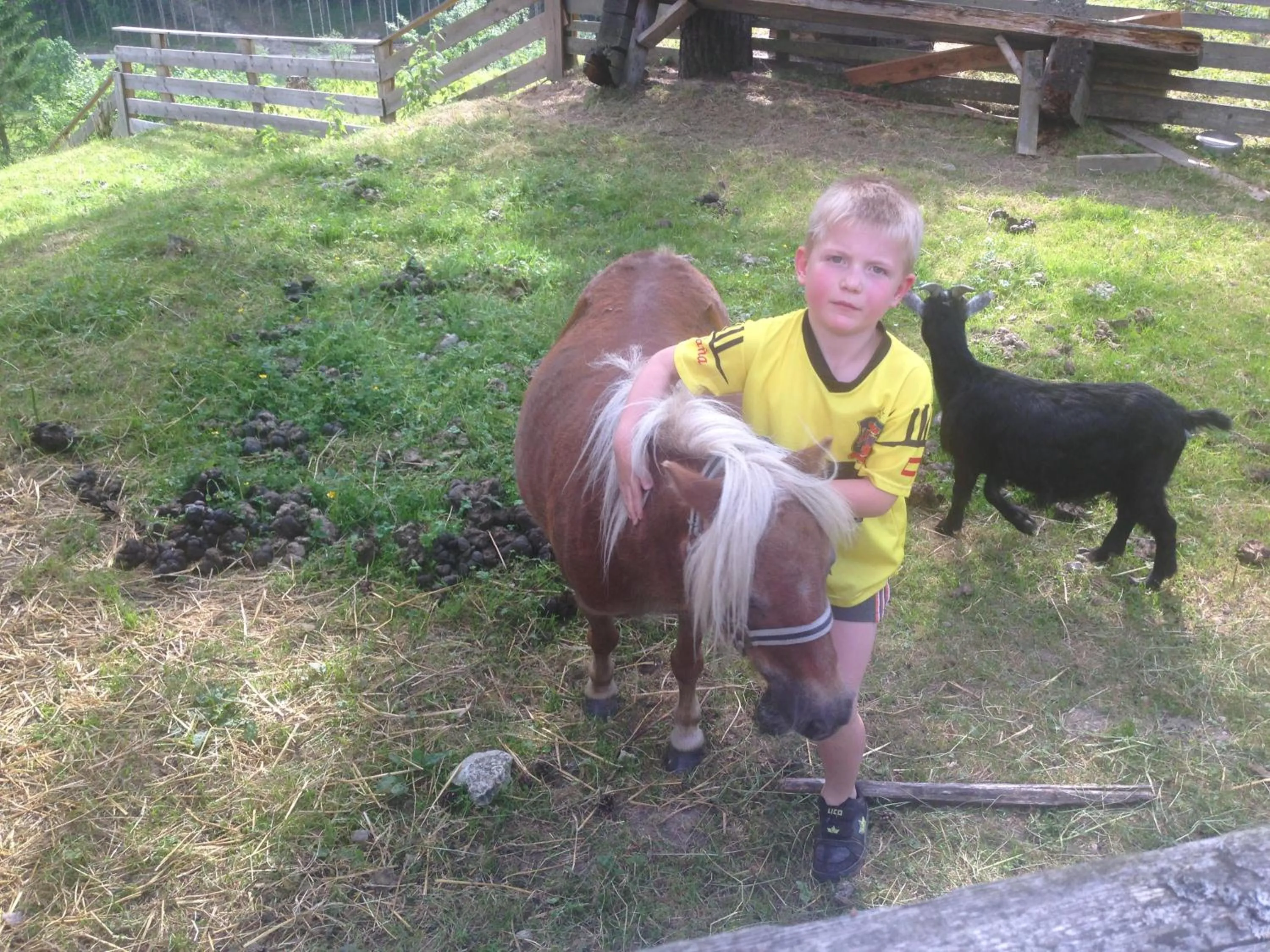 Animals in Hotel Hammerwirt - Forellenhof