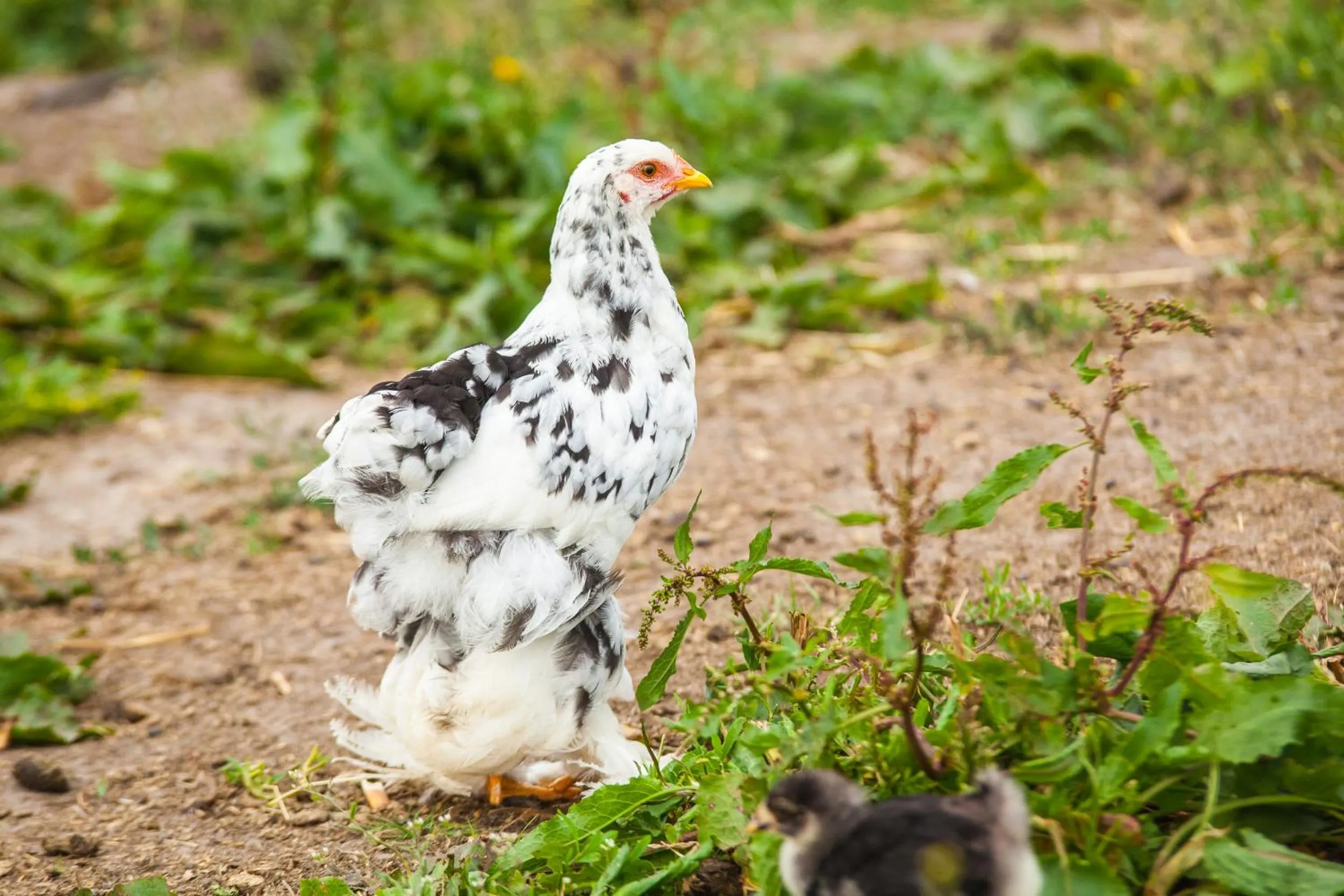 Pets in Feniks Agro&Spa Adults Only