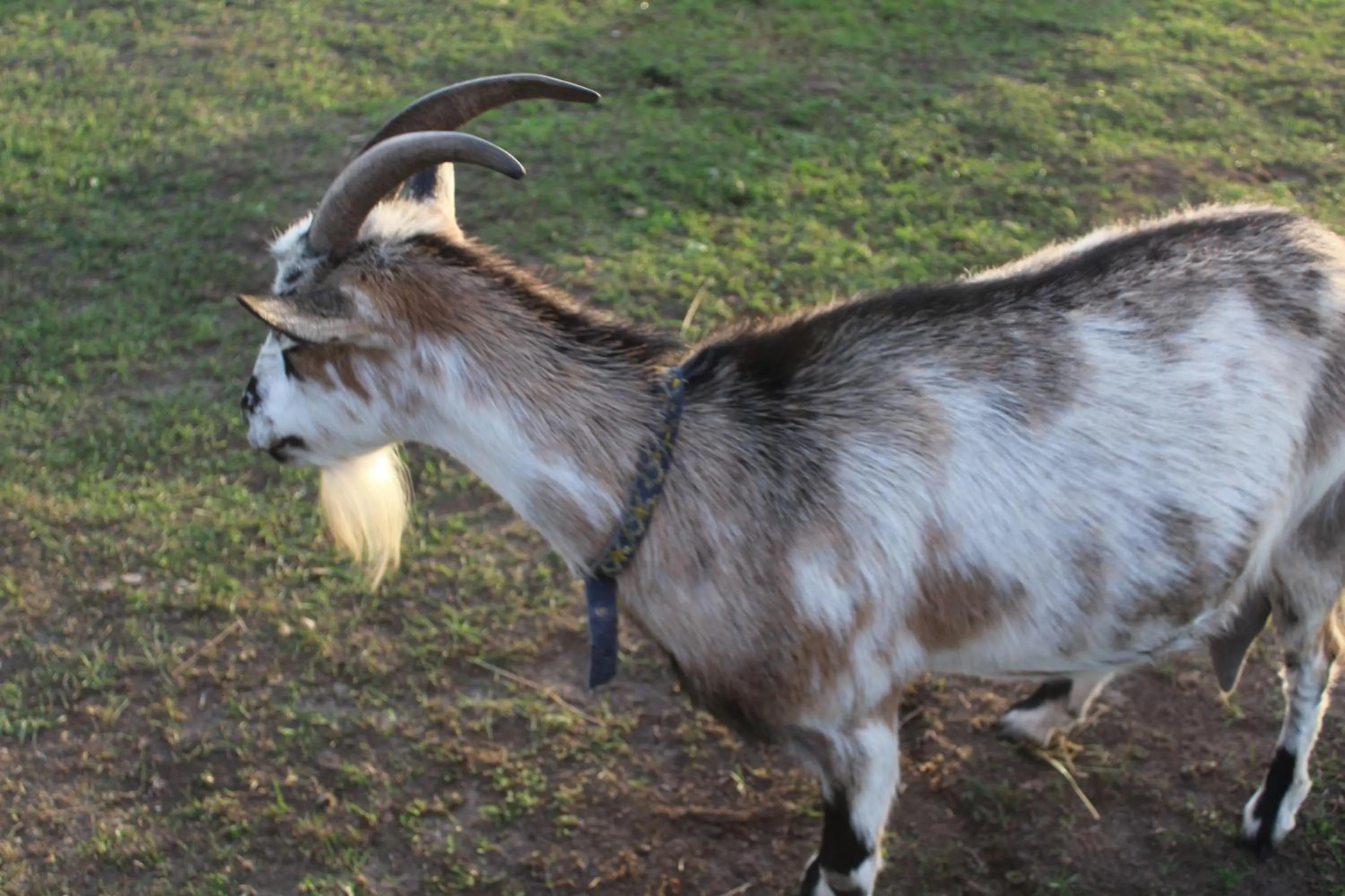 Pets in Feniks Agro&Spa Adults Only