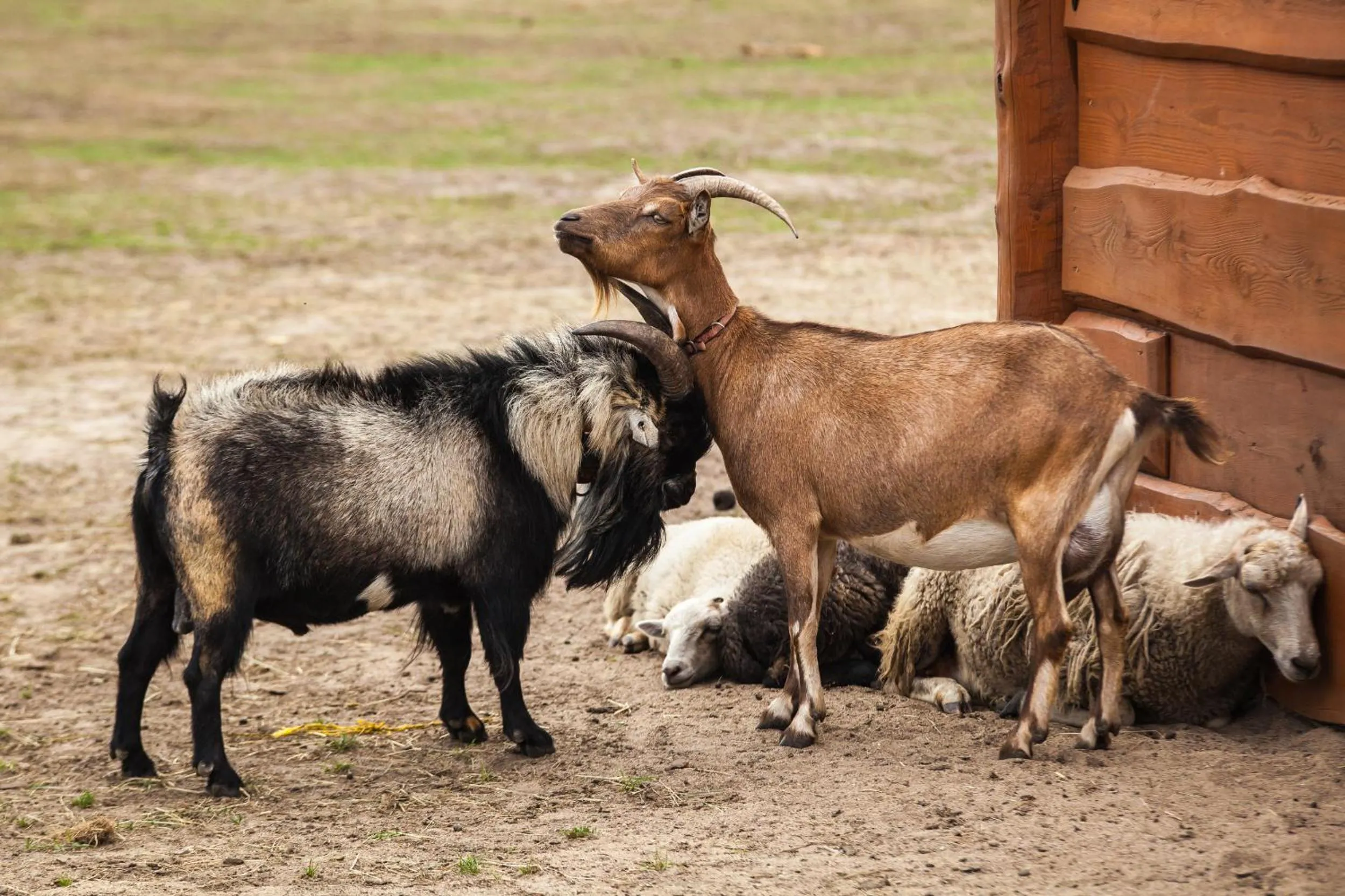 Pets in Feniks Agro&Spa Adults Only