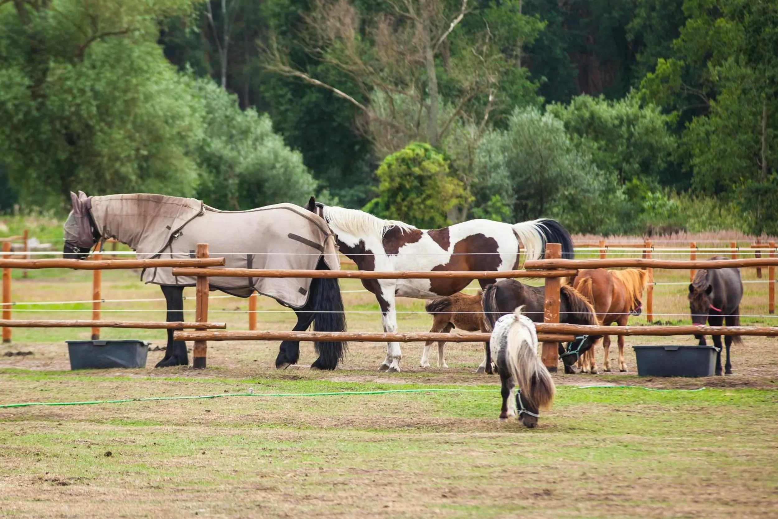 Pets in Feniks Agro&Spa Adults Only