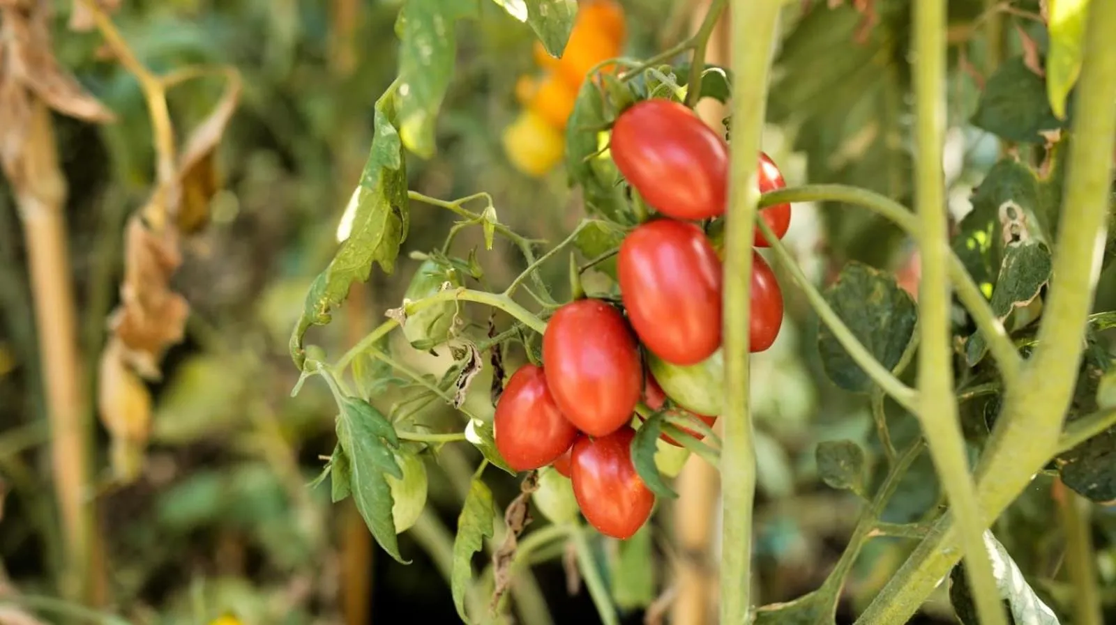 Garden in Hotel Villa Edera & La Torretta