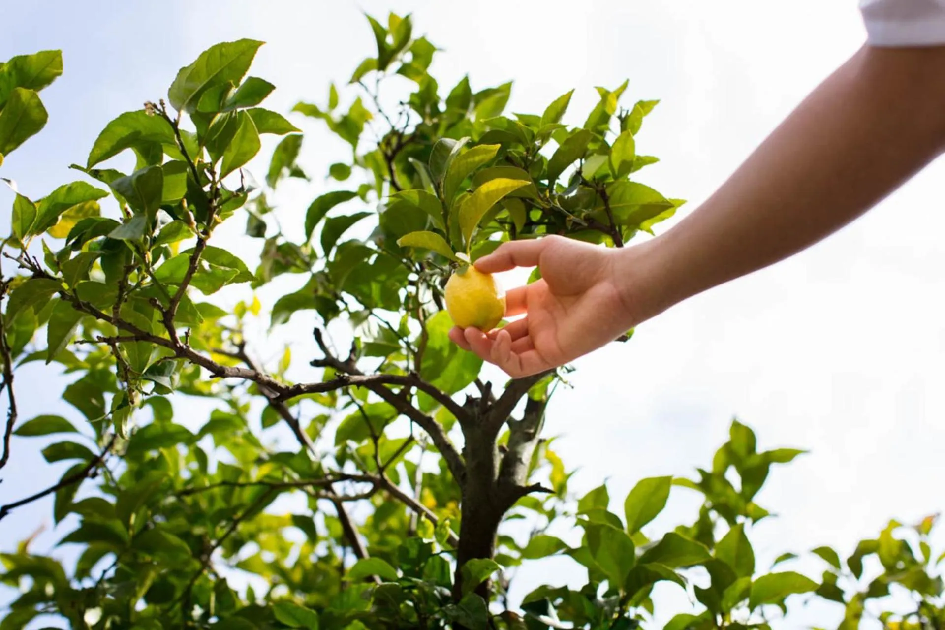 Garden in Hotel Villa Edera & La Torretta