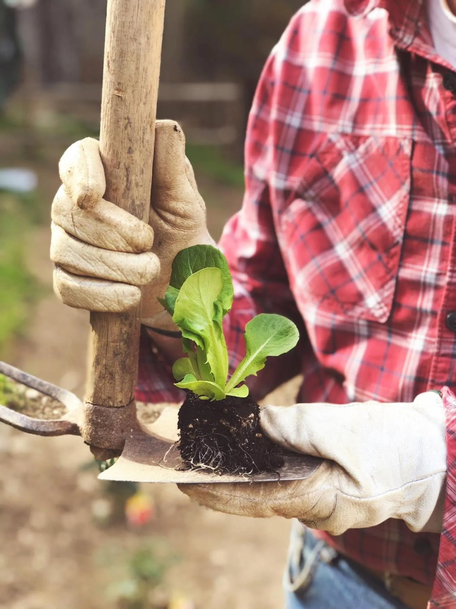 Garden in Hotel Villa Edera & La Torretta
