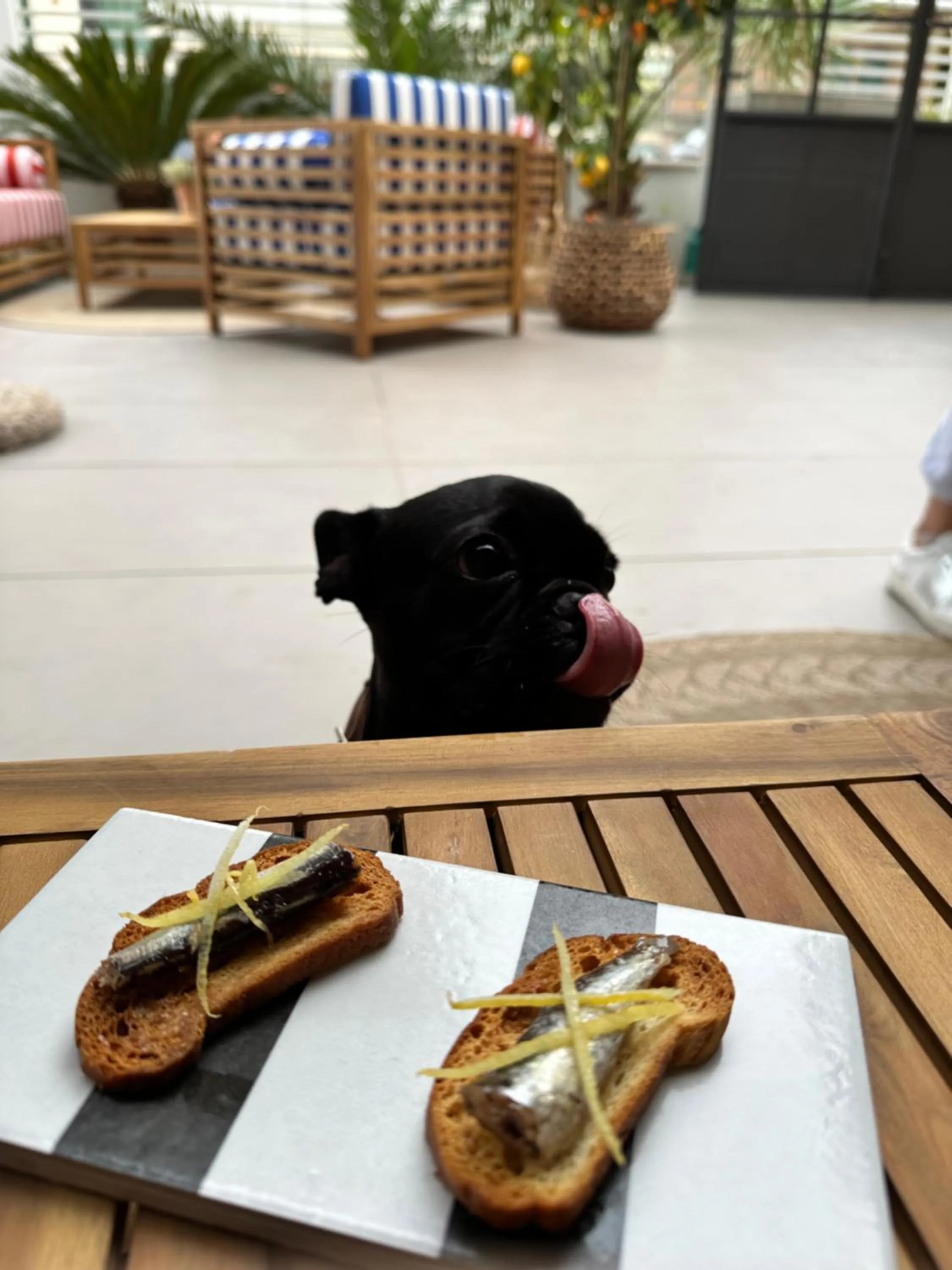 Pets in MARITTIMO Milano Marittima