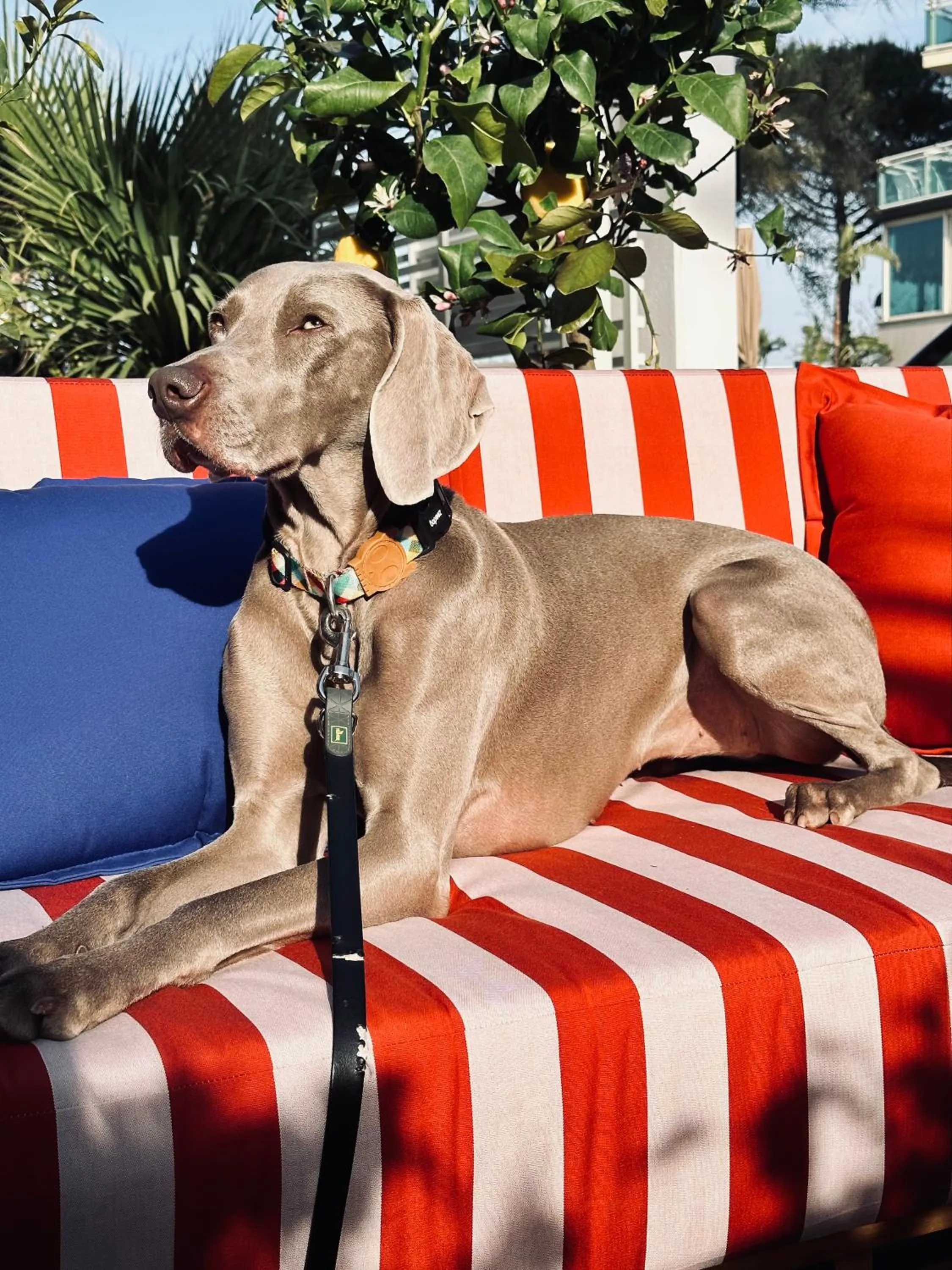 Pets in MARITTIMO Milano Marittima