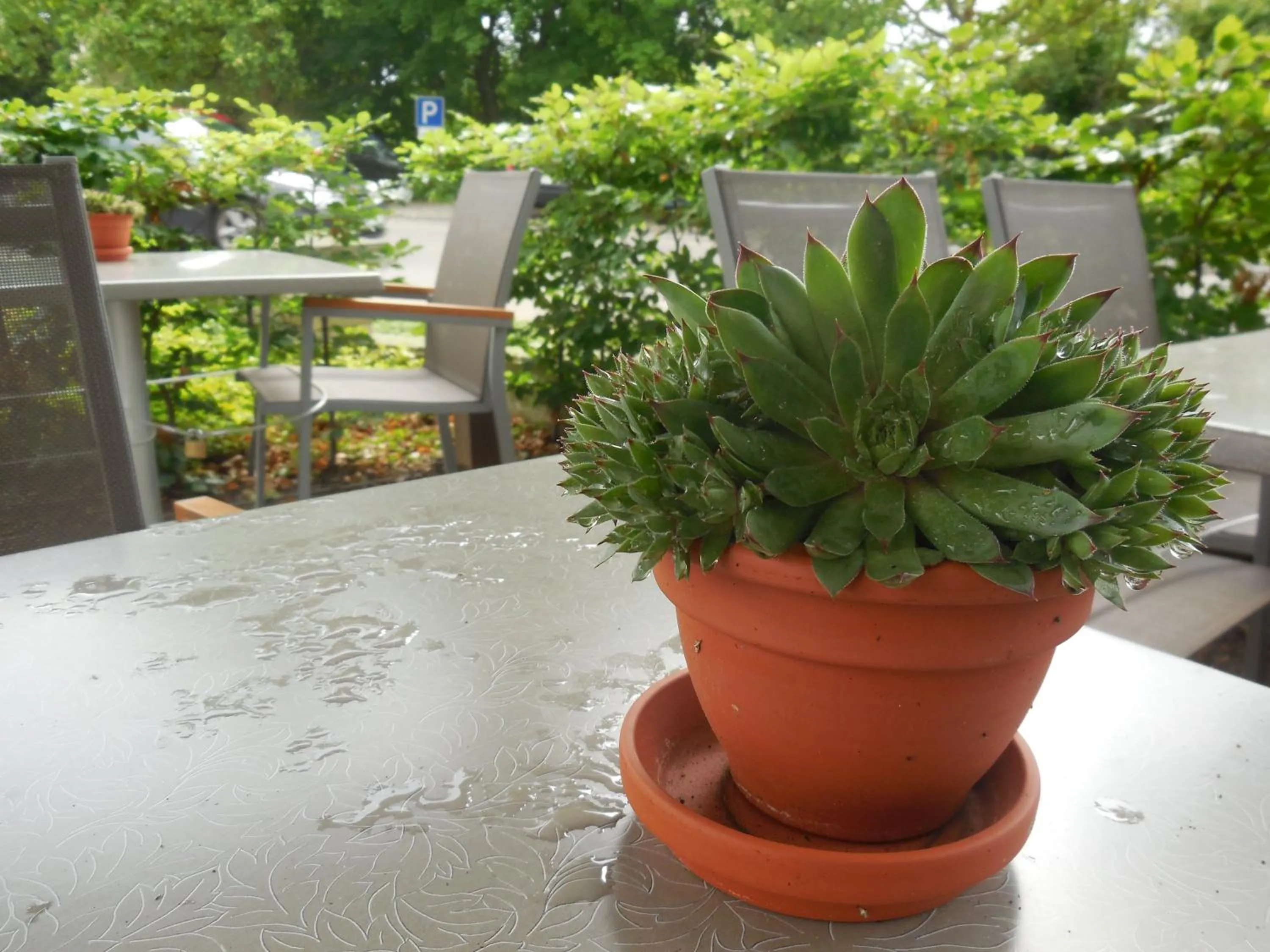 Garden in Hotel Schober