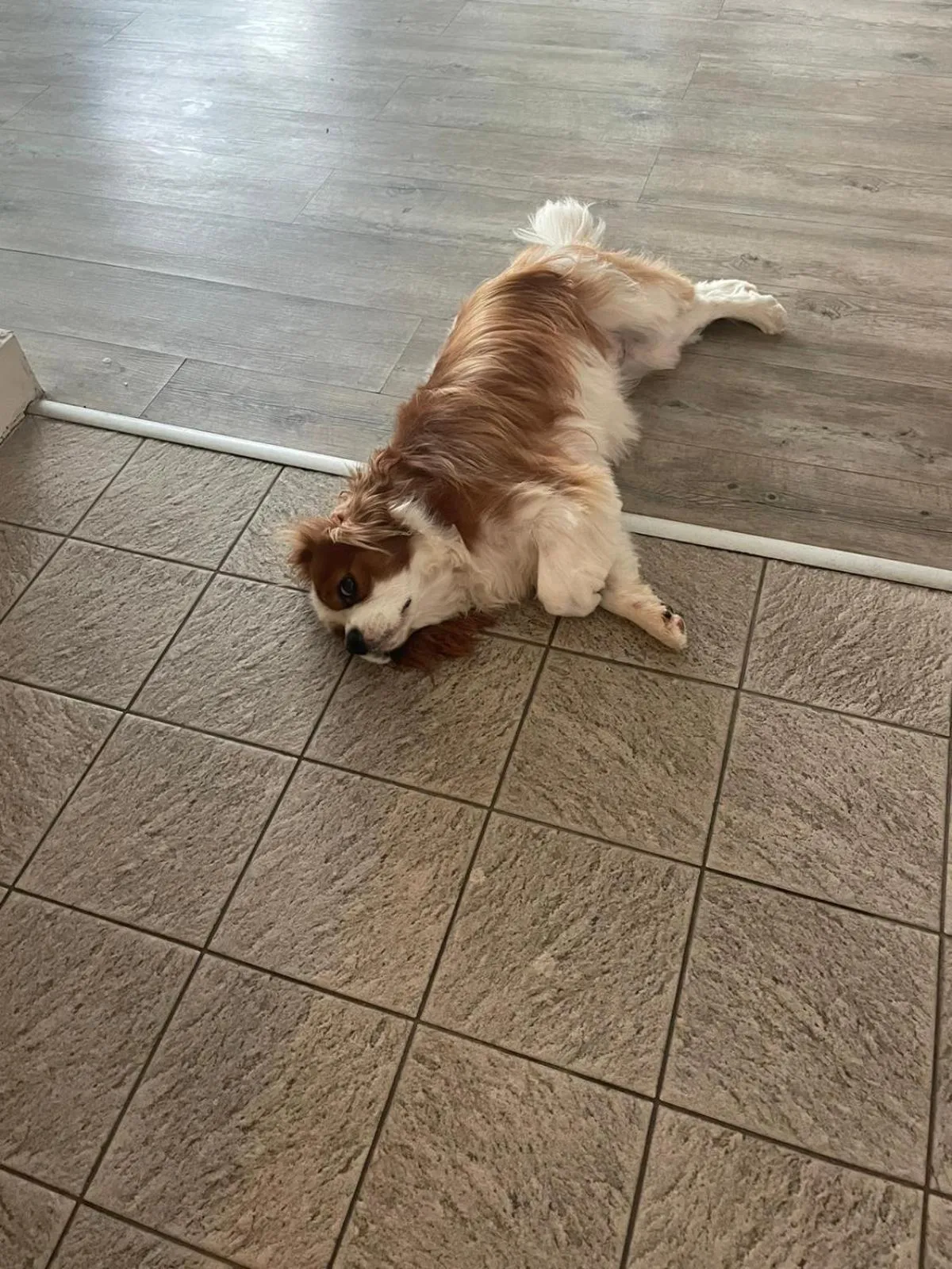 Pets in Hôtel La Fiancée du Pirate