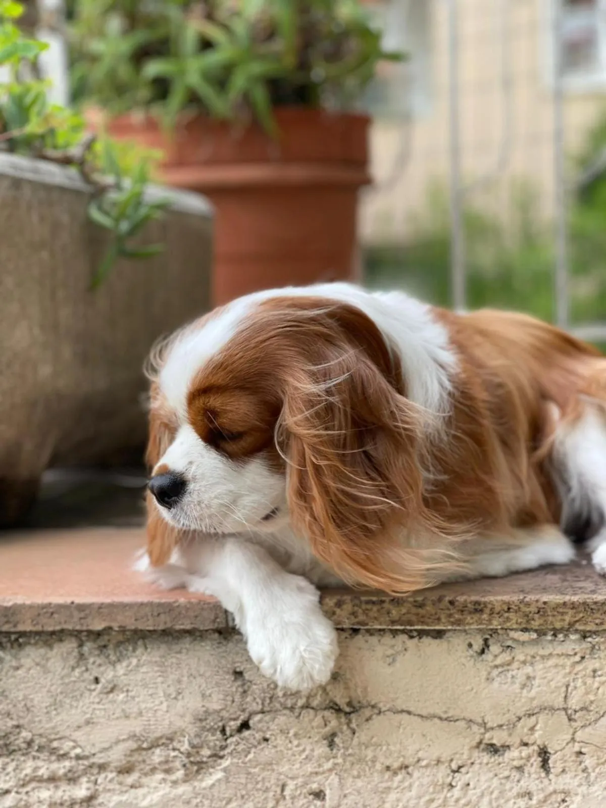 Pets in Hôtel La Fiancée du Pirate