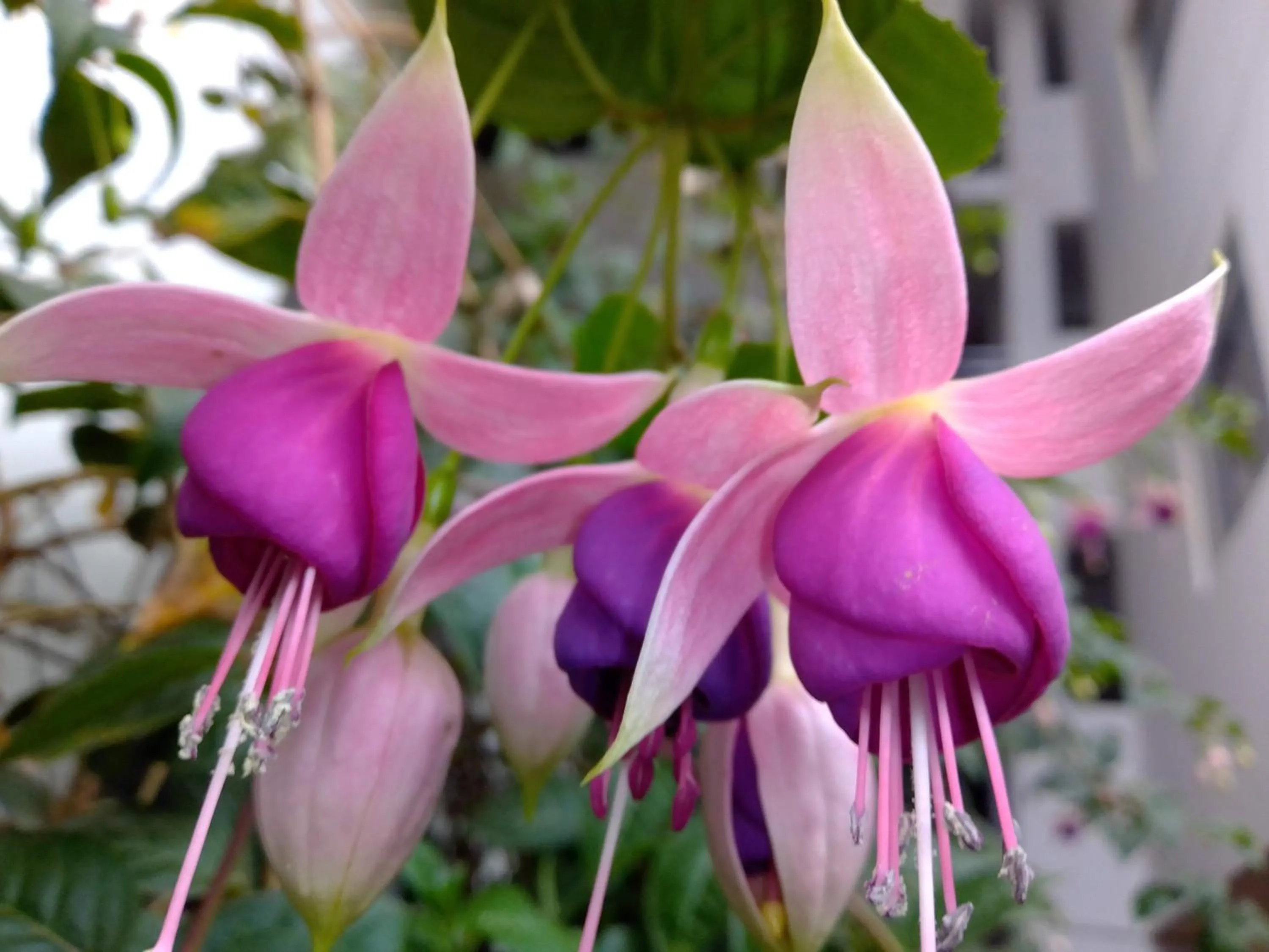 Spring in Hostal Casa del Montañista