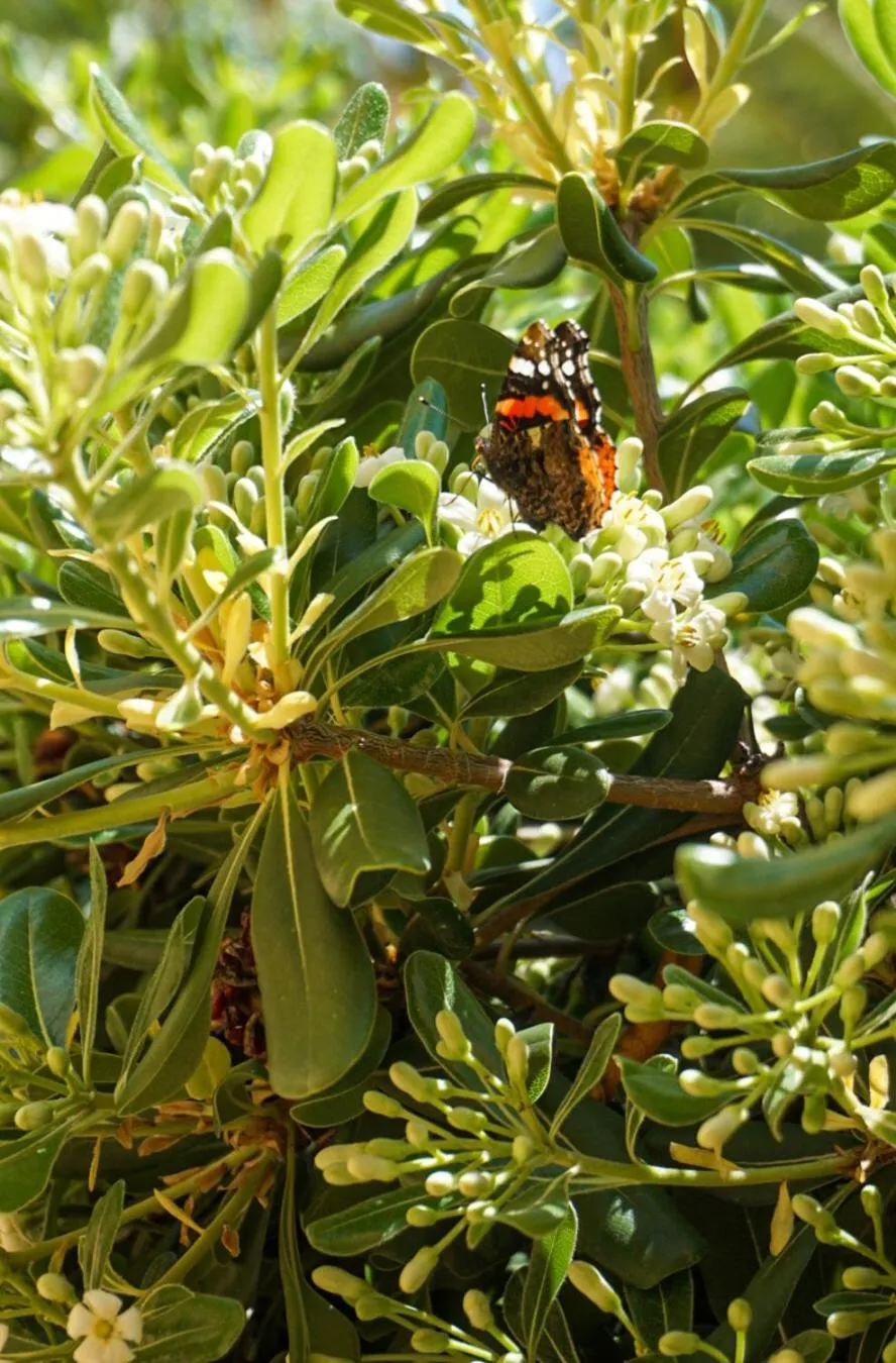 Vagia Traditional, Aegina Island
