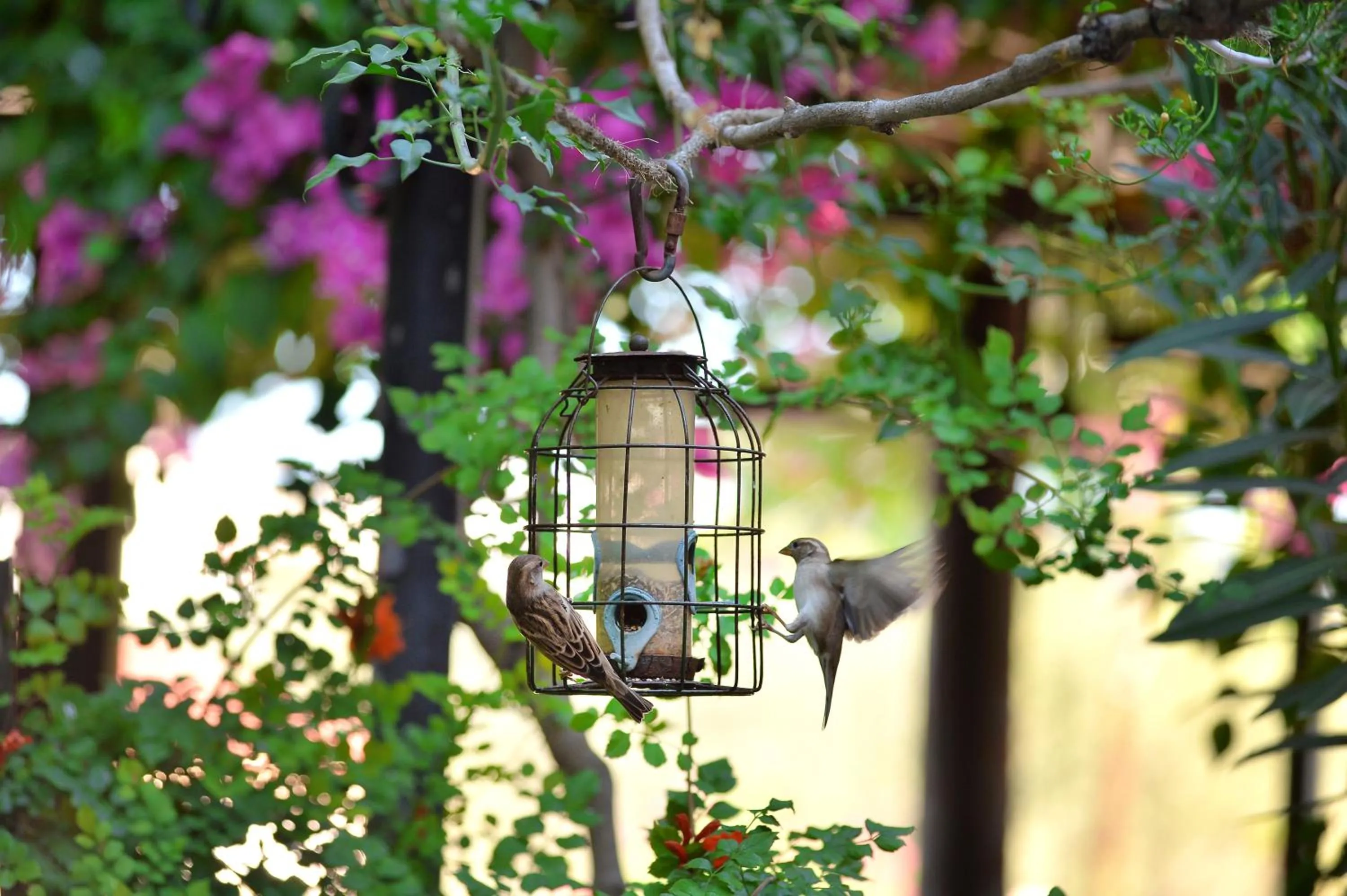 Vagia Traditional, Aegina Island