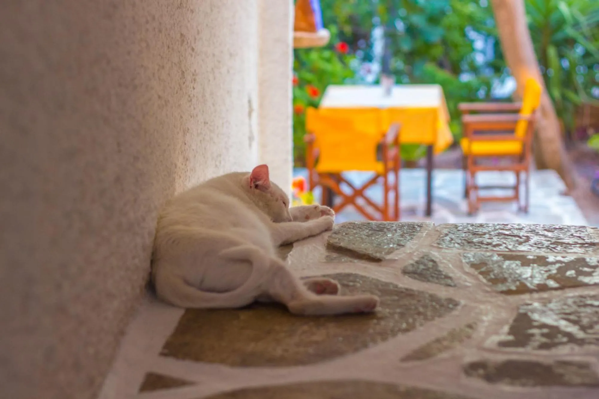 Pets in Vagia Traditional, Aegina Island