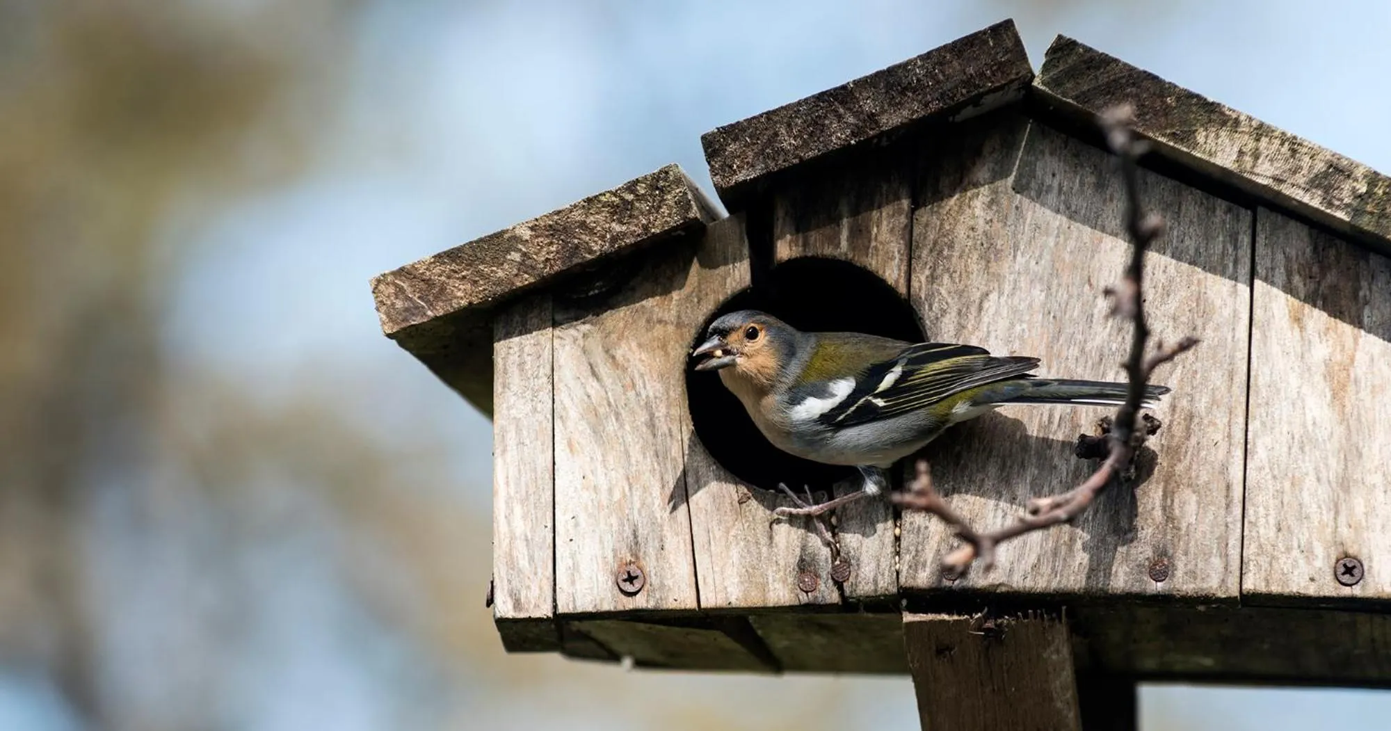 Animals in Casas da Levada