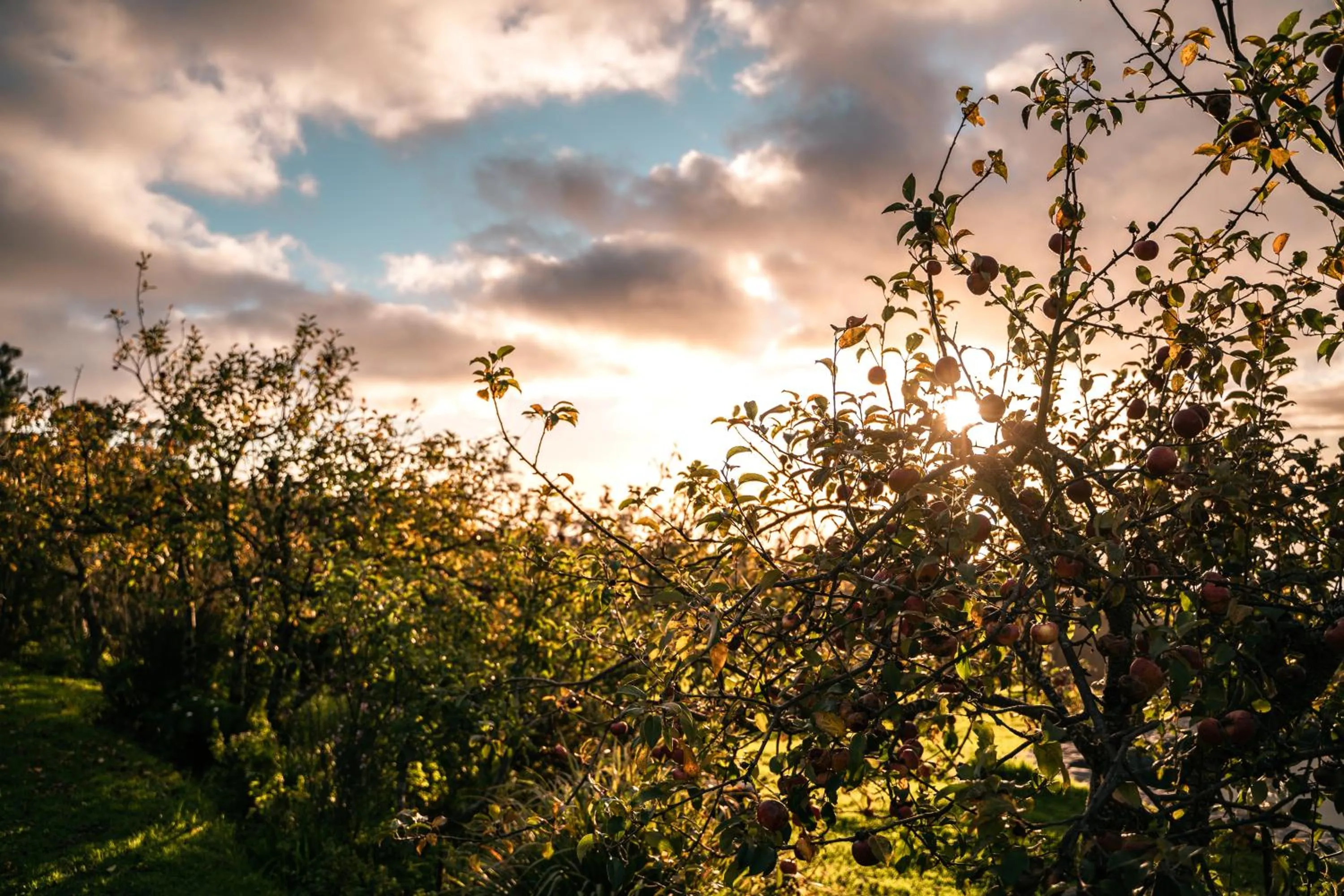 Garden in Casas da Levada