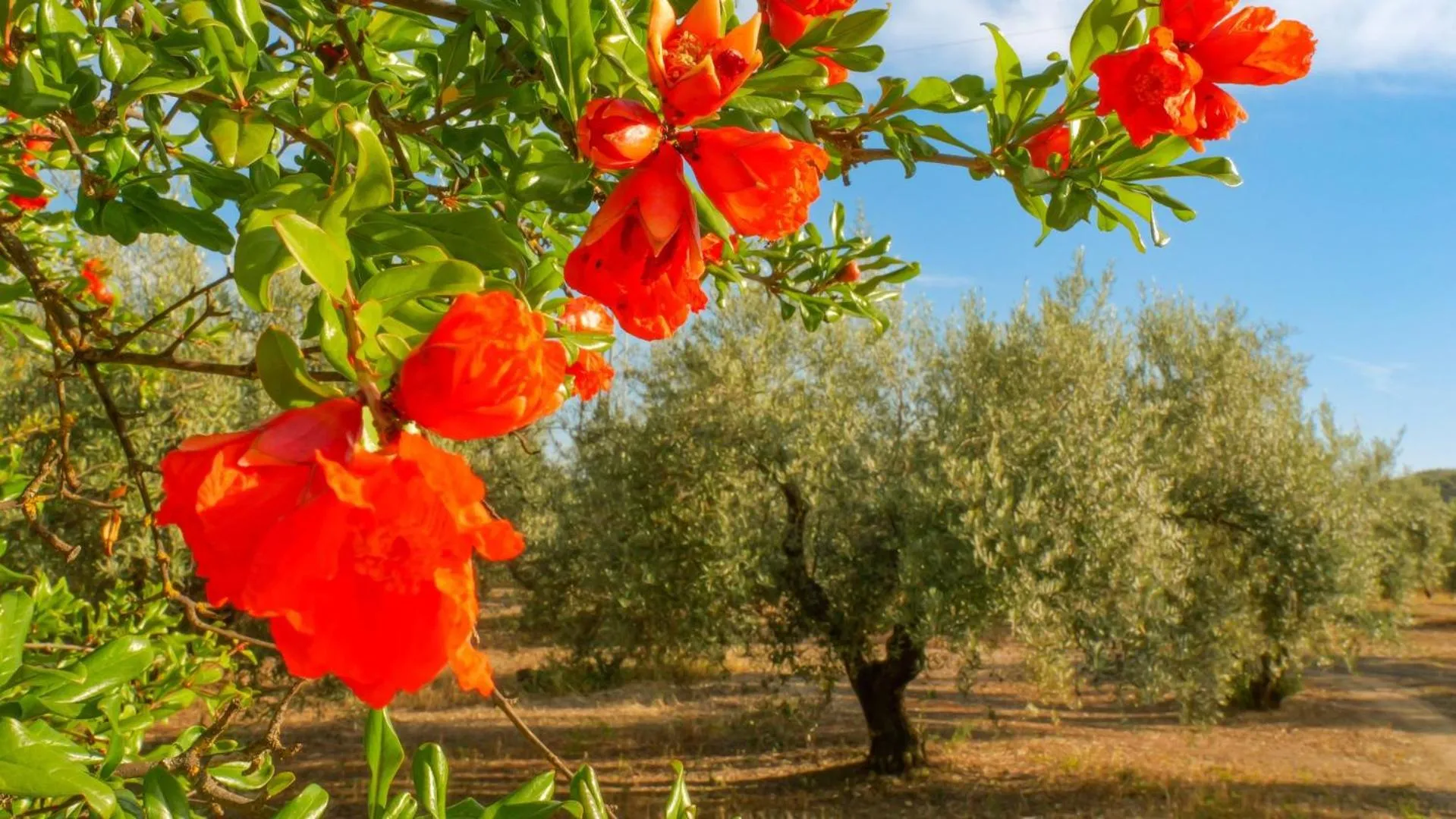 Spring in Casa Olea